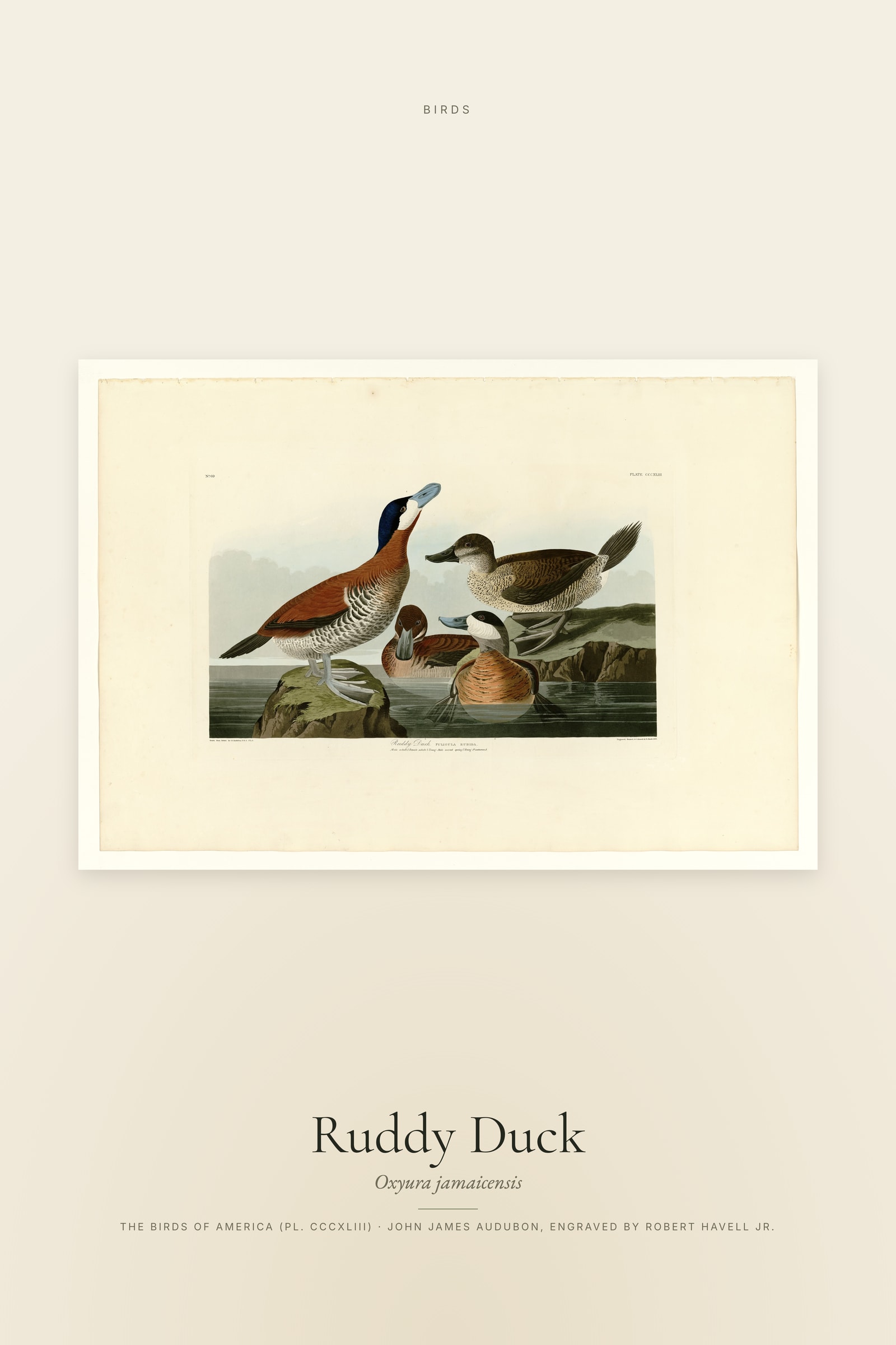 Ruddy Duck