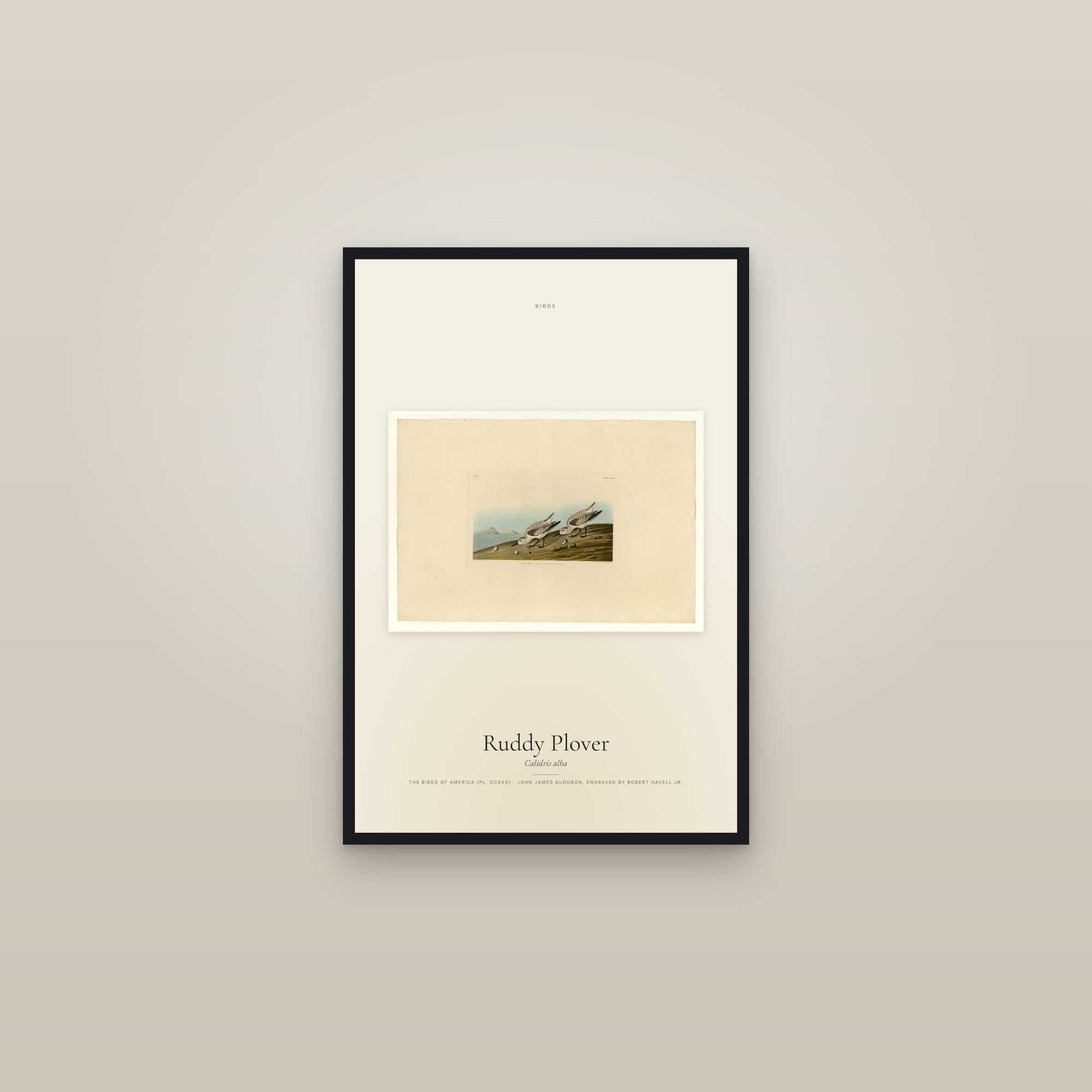 Ruddy Plover — framed in a gallery setting