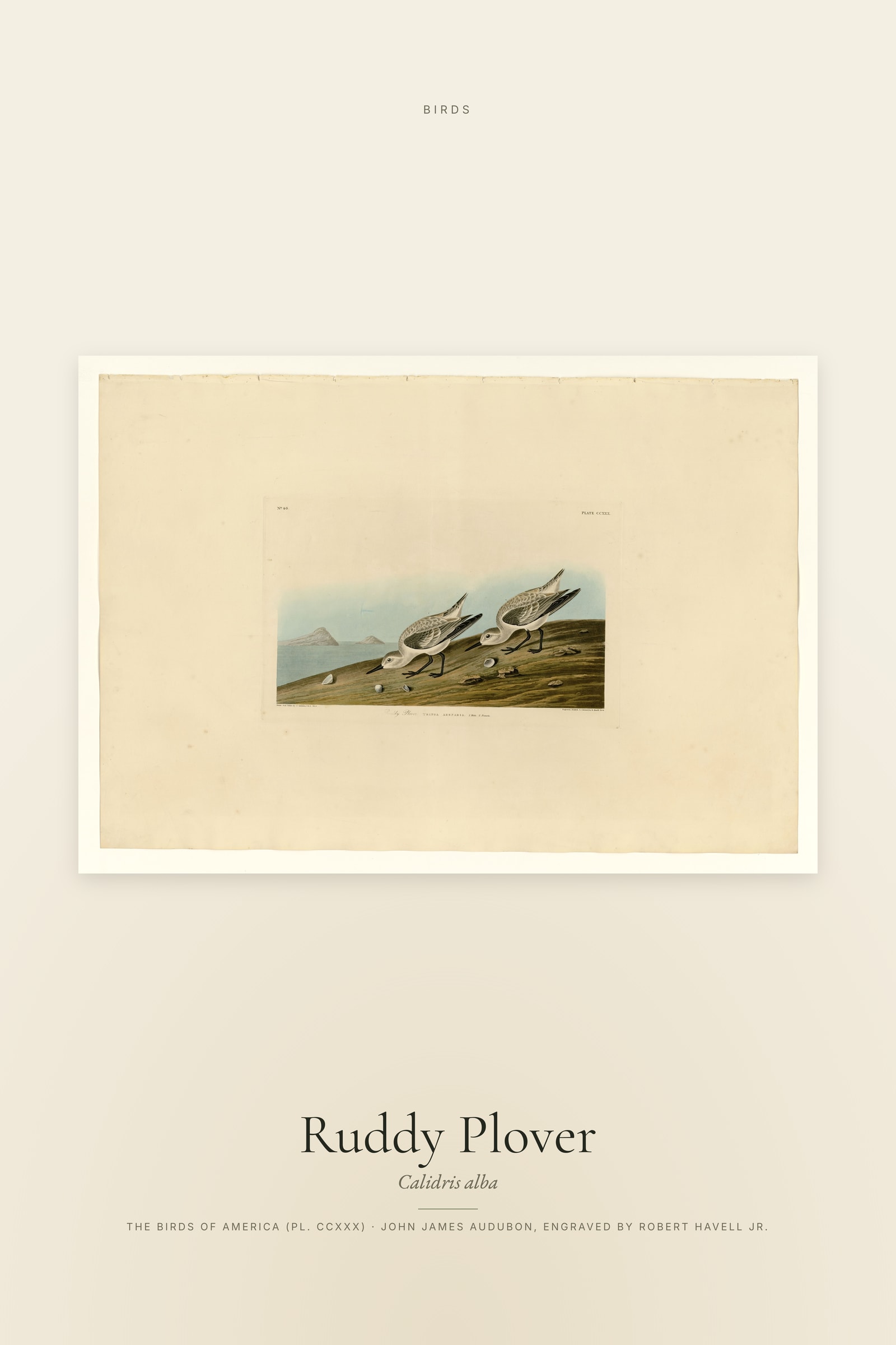 Ruddy Plover