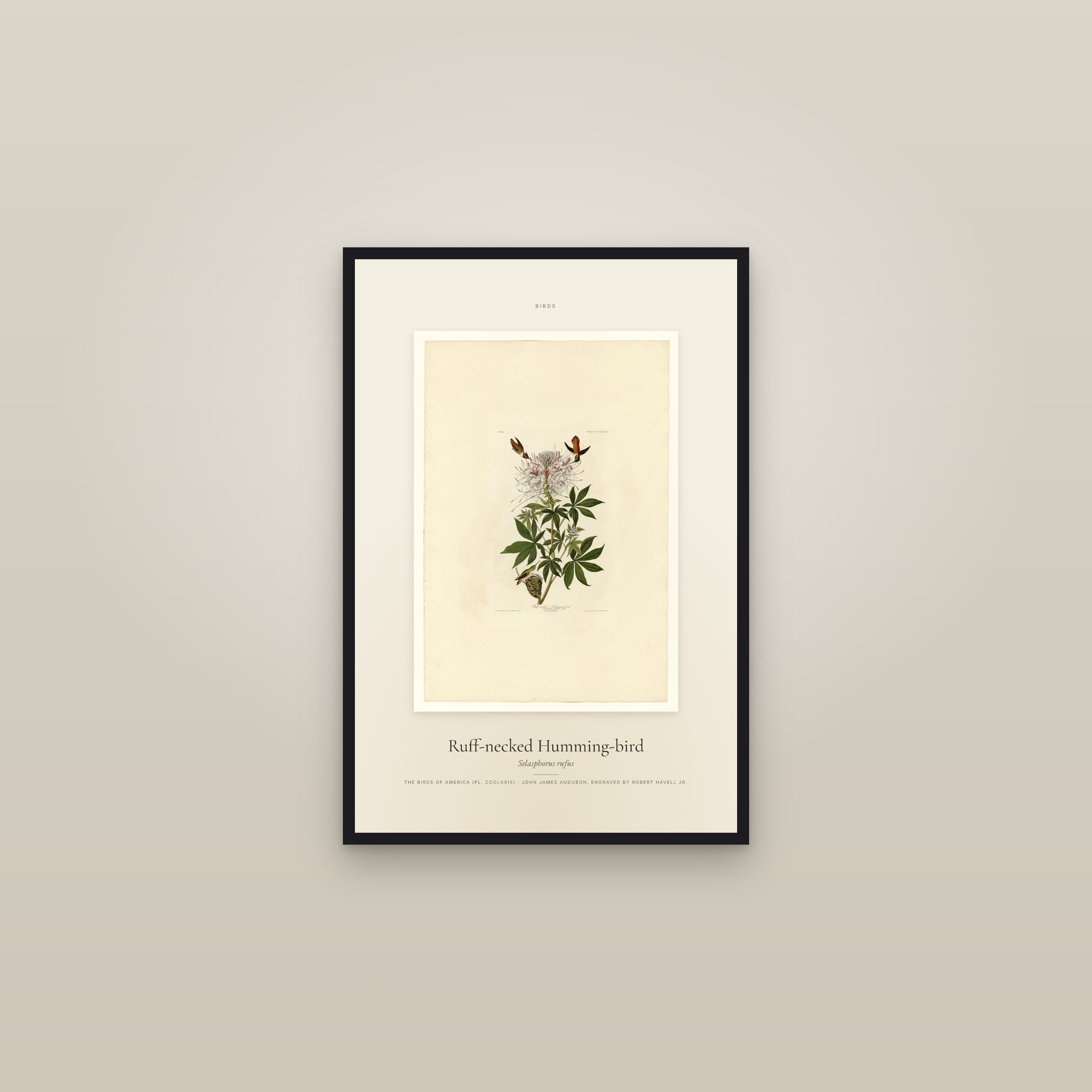 Ruff-necked Humming-bird — Specimen — framed in a gallery setting