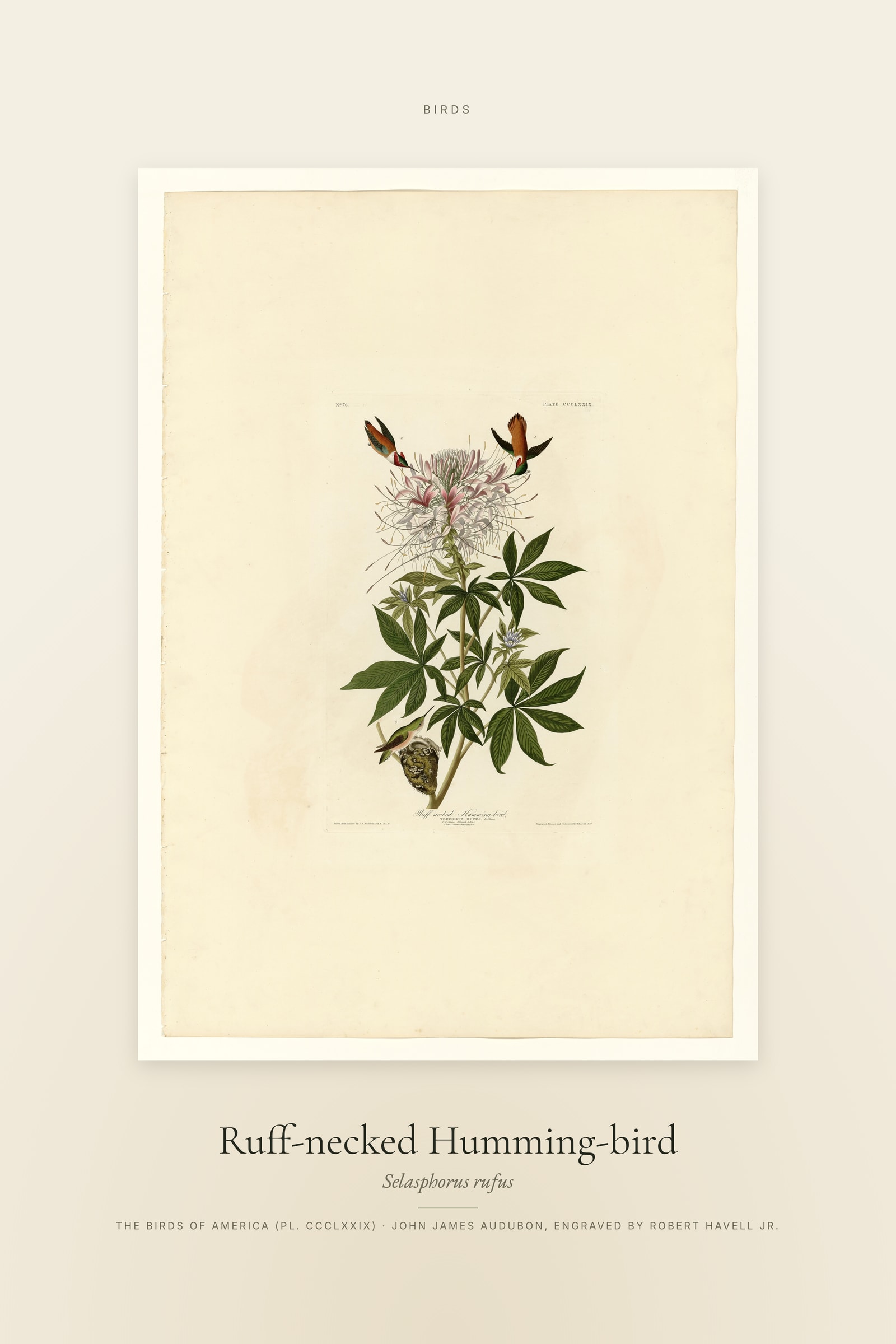 Ruff-necked Humming-bird — Specimen