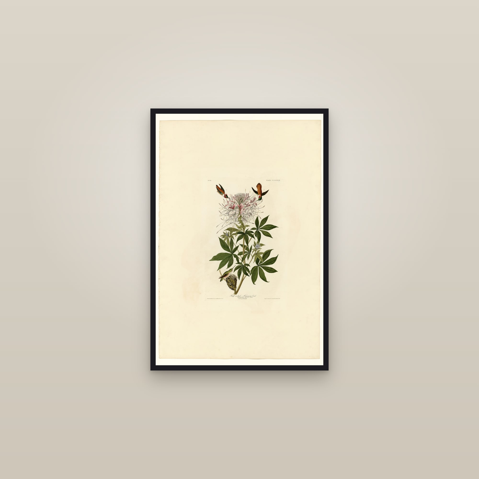 Ruff-necked Humming-bird — framed in a gallery setting