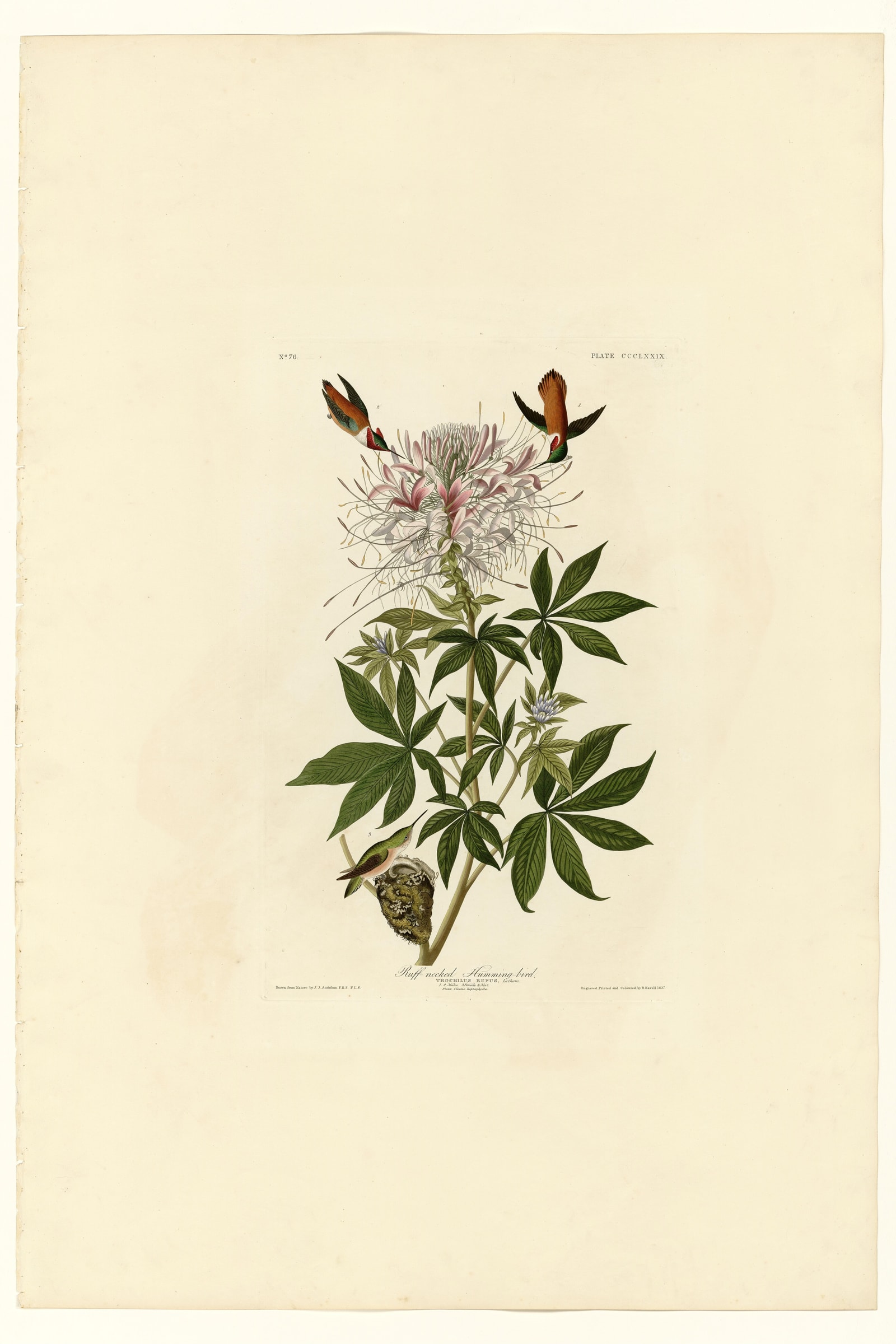 Ruff-necked Humming-bird