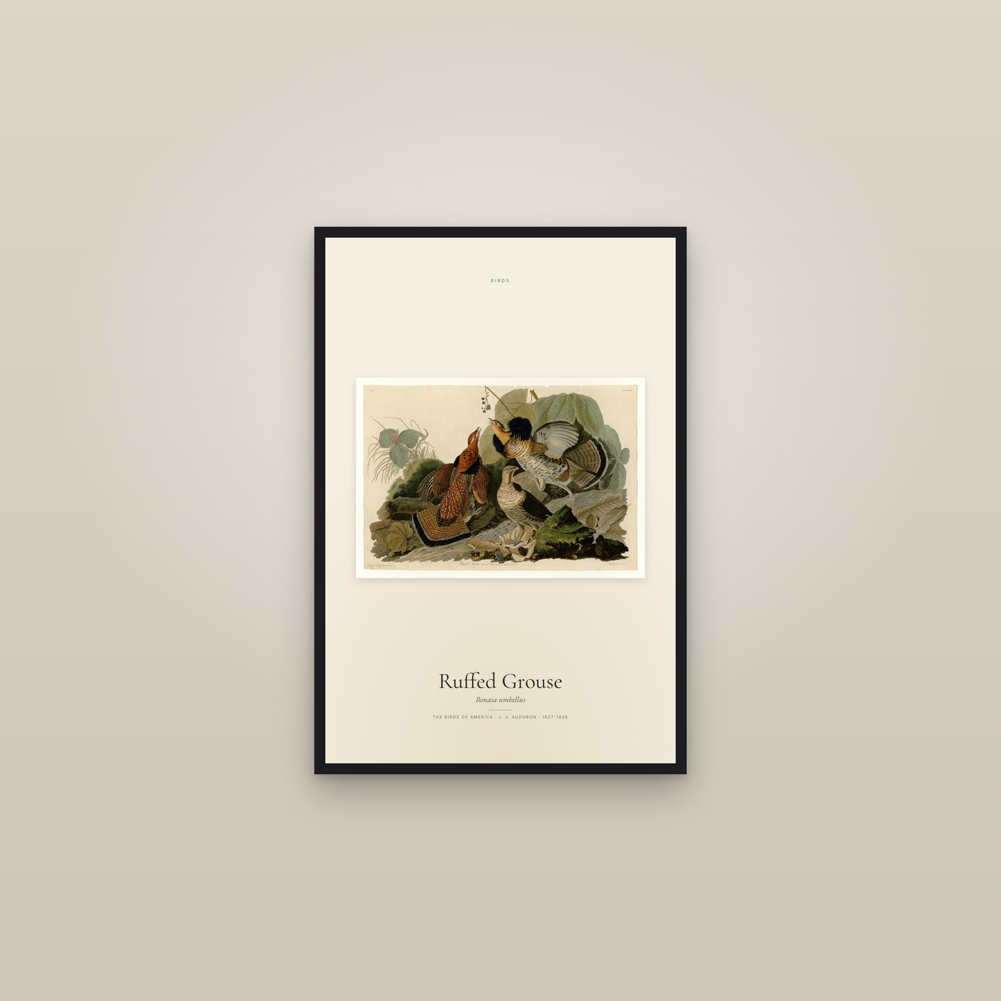 Ruffed Grouse — framed in a gallery setting