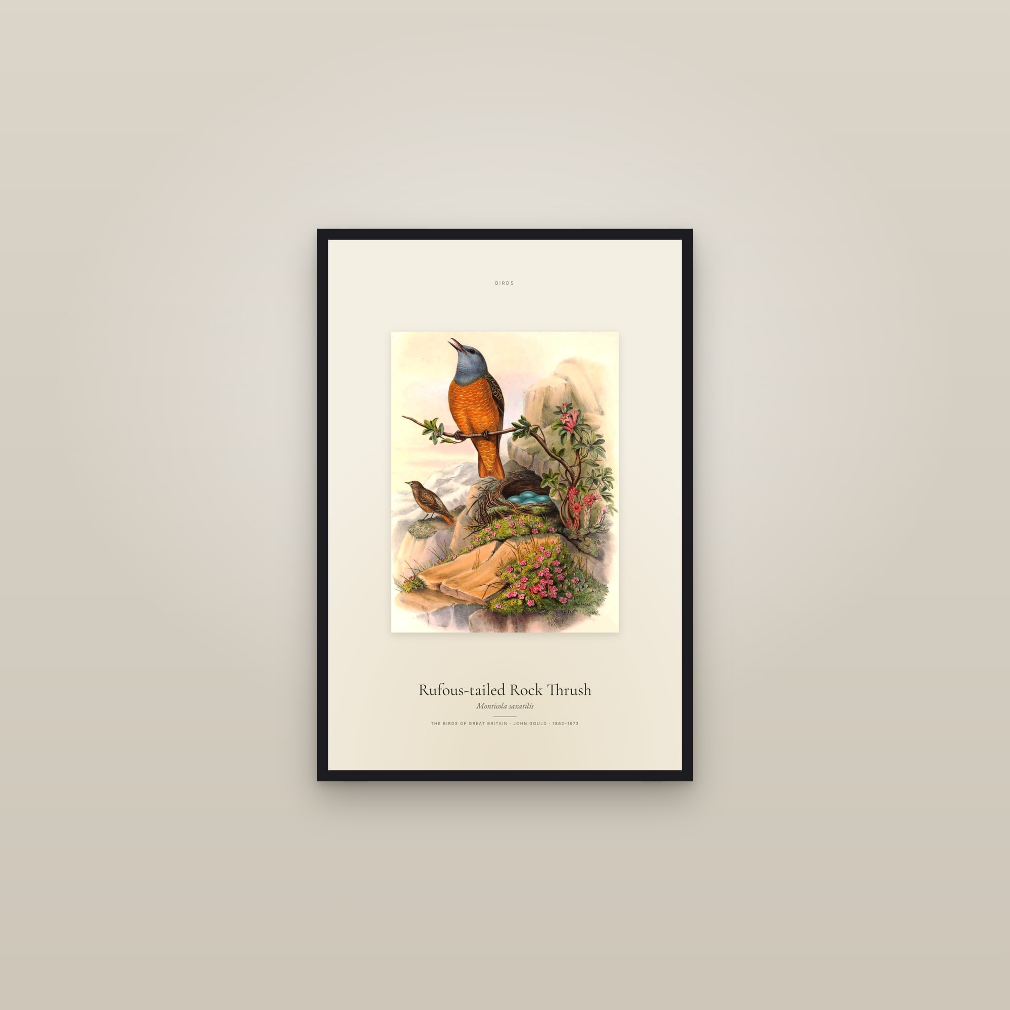 Rufous-tailed Rock Thrush — Specimen — framed in a gallery setting