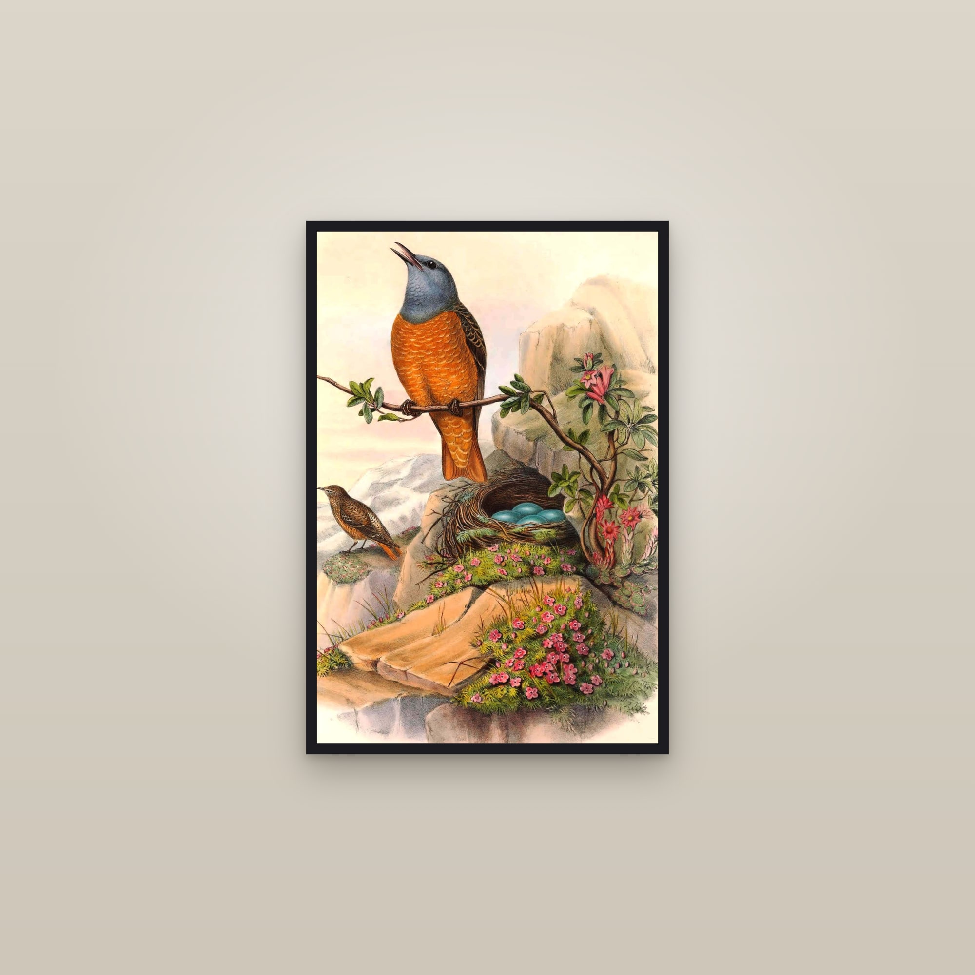 Rufous-tailed Rock Thrush — framed in a gallery setting
