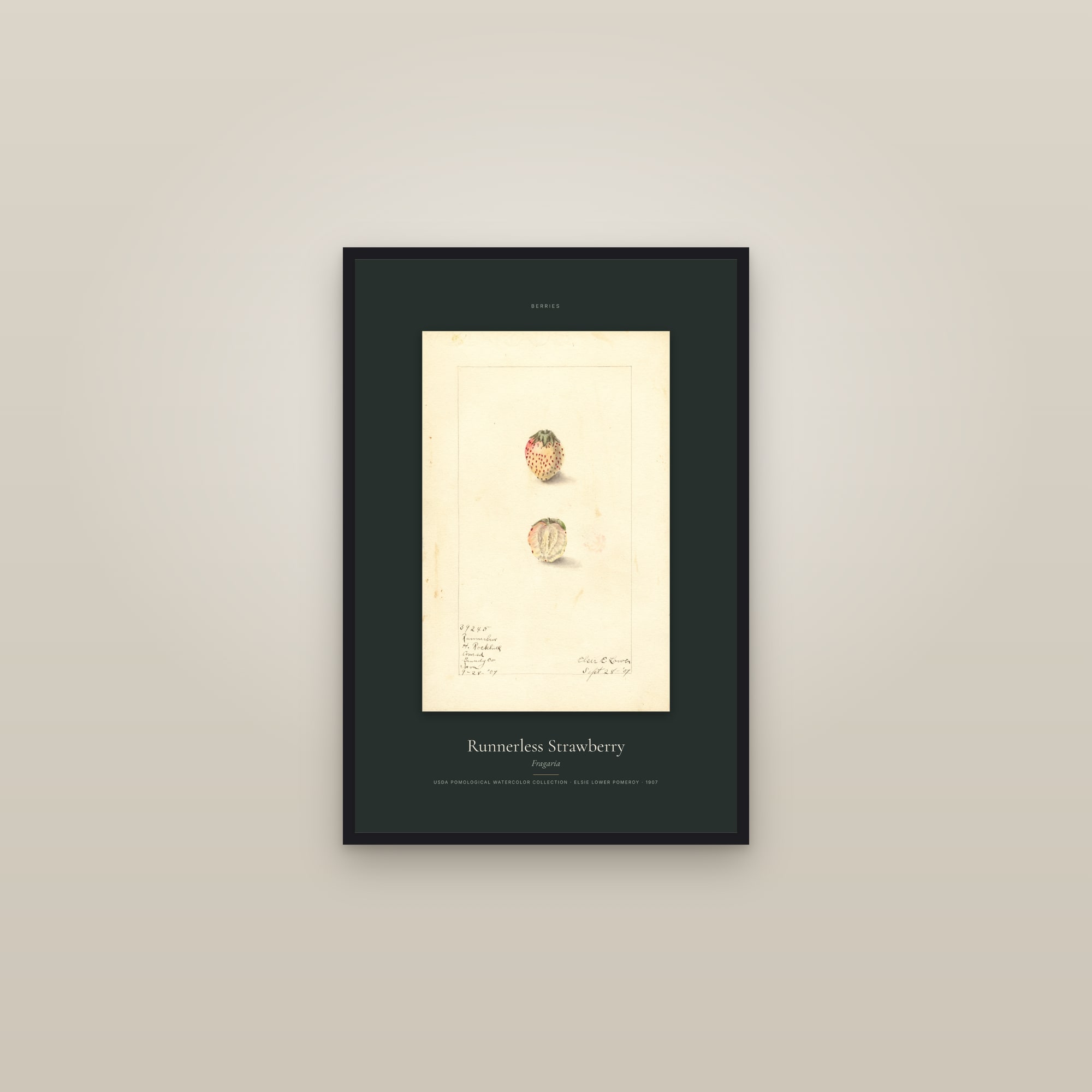 Runnerless Strawberry — Specimen — framed in a gallery setting
