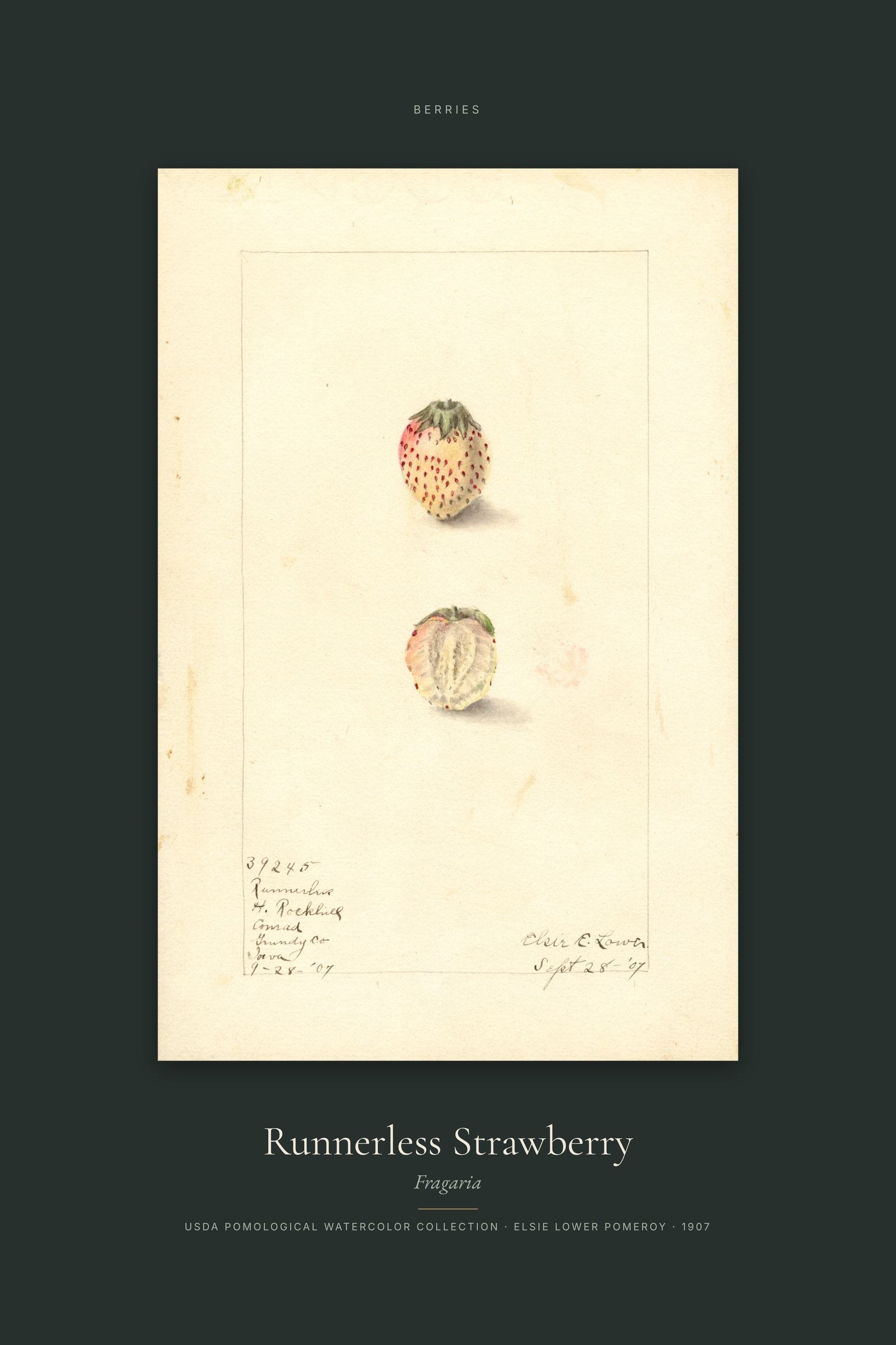 Runnerless Strawberry — Specimen
