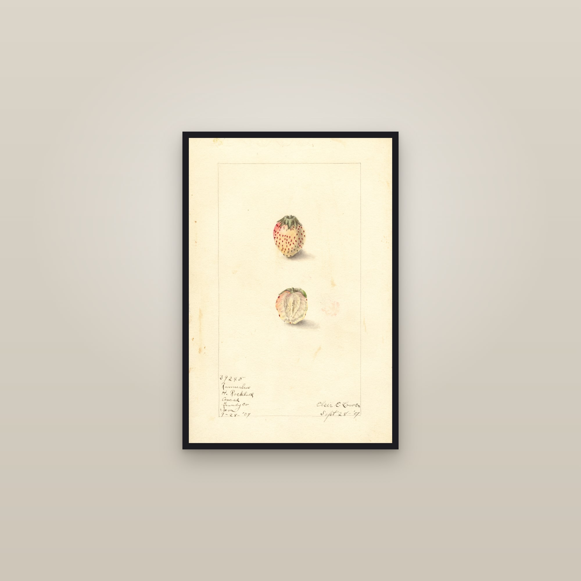 Runnerless Strawberry — framed in a gallery setting