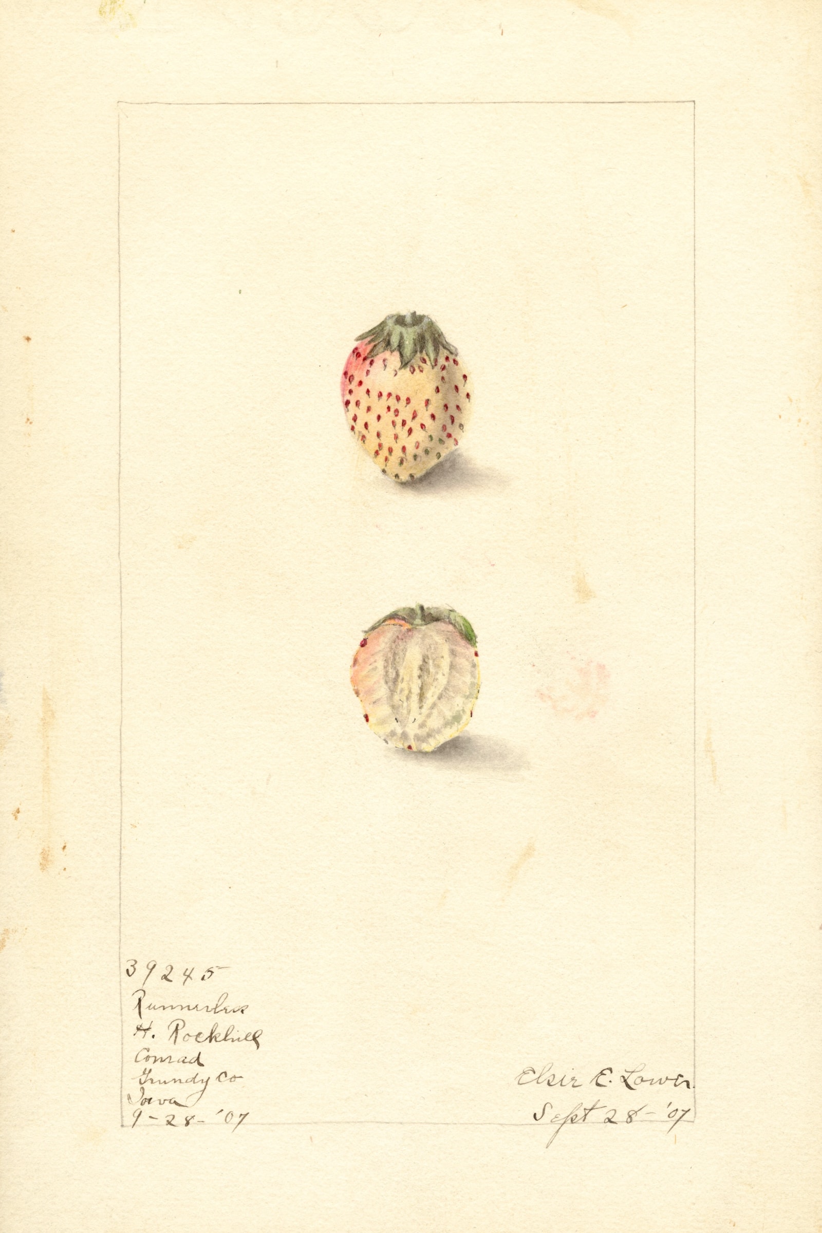 Runnerless Strawberry