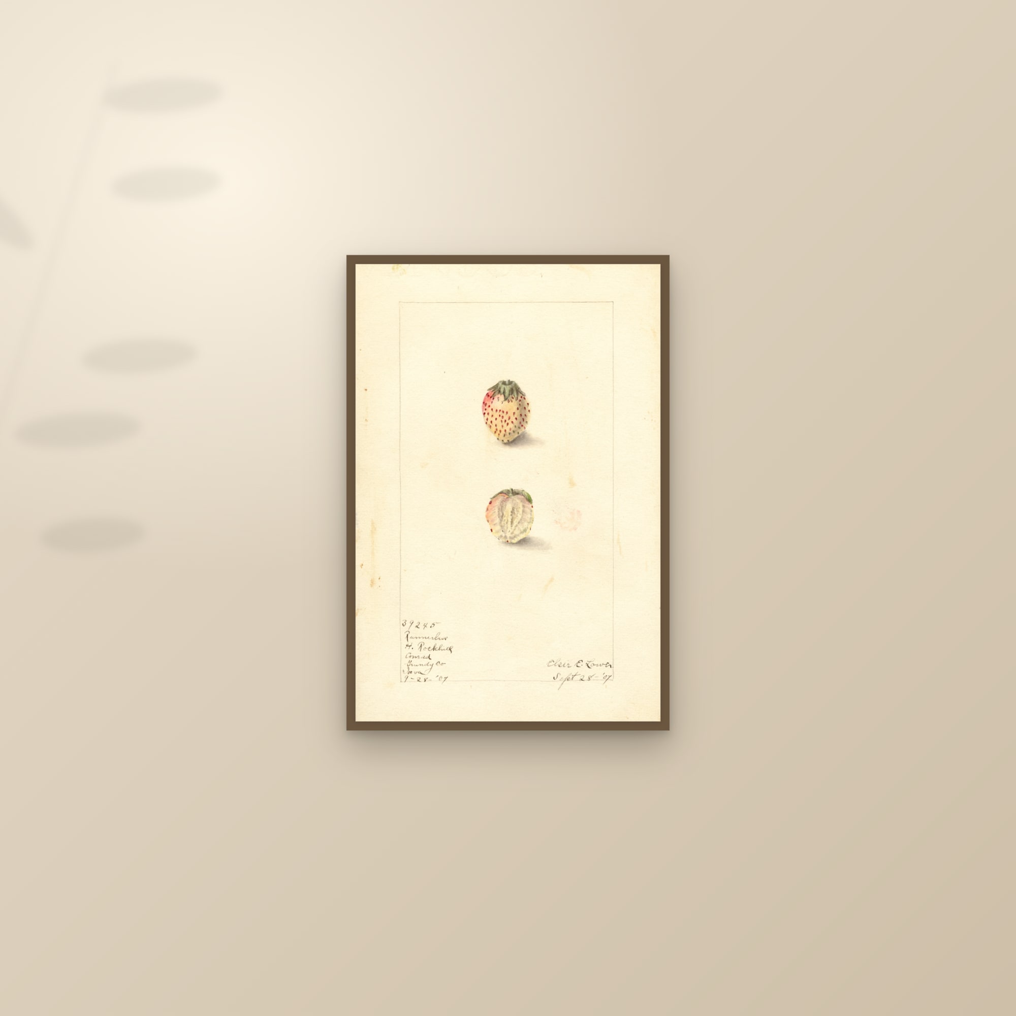 Runnerless Strawberry — framed and styled on a sunlit wall