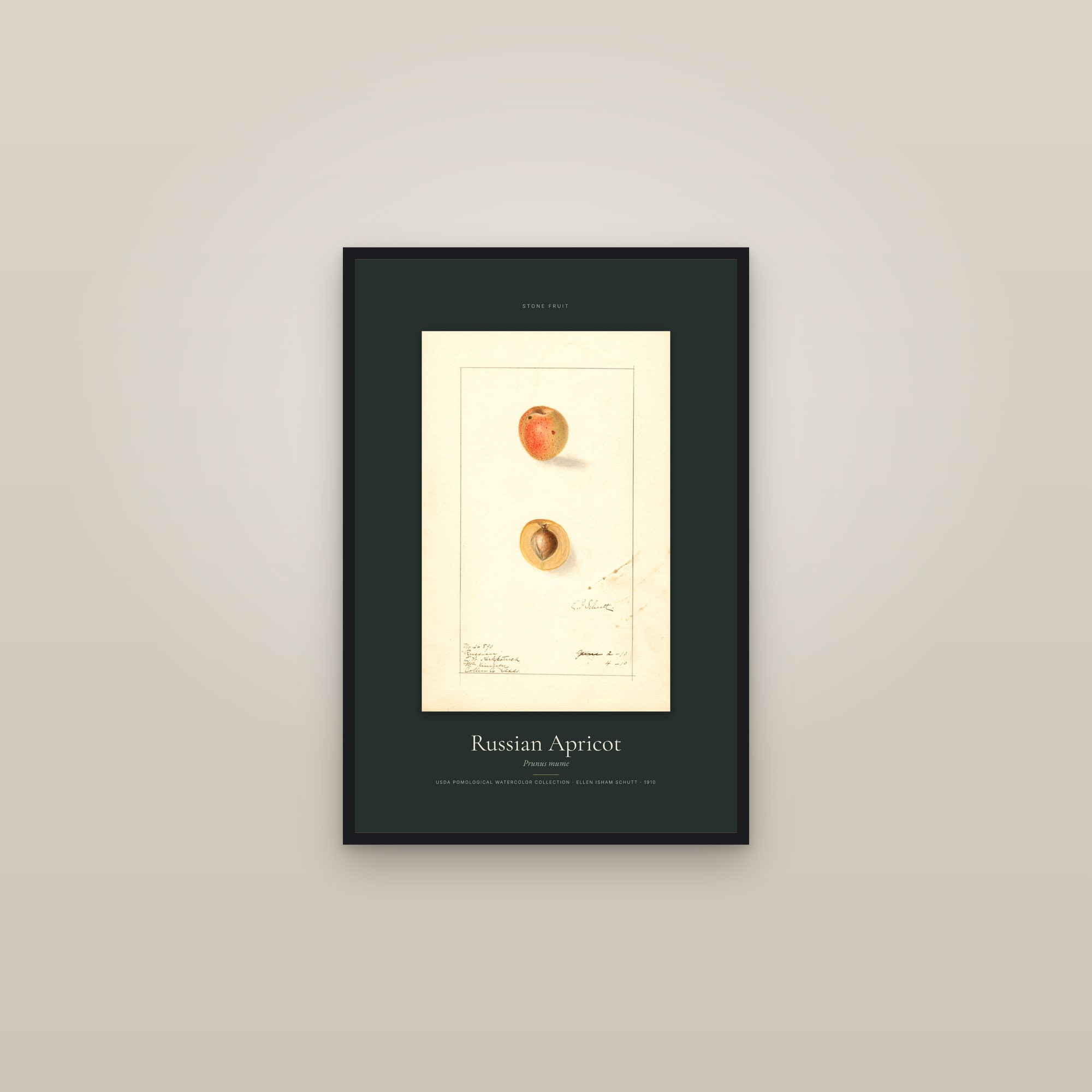 Russian Apricot — Specimen — framed in a gallery setting