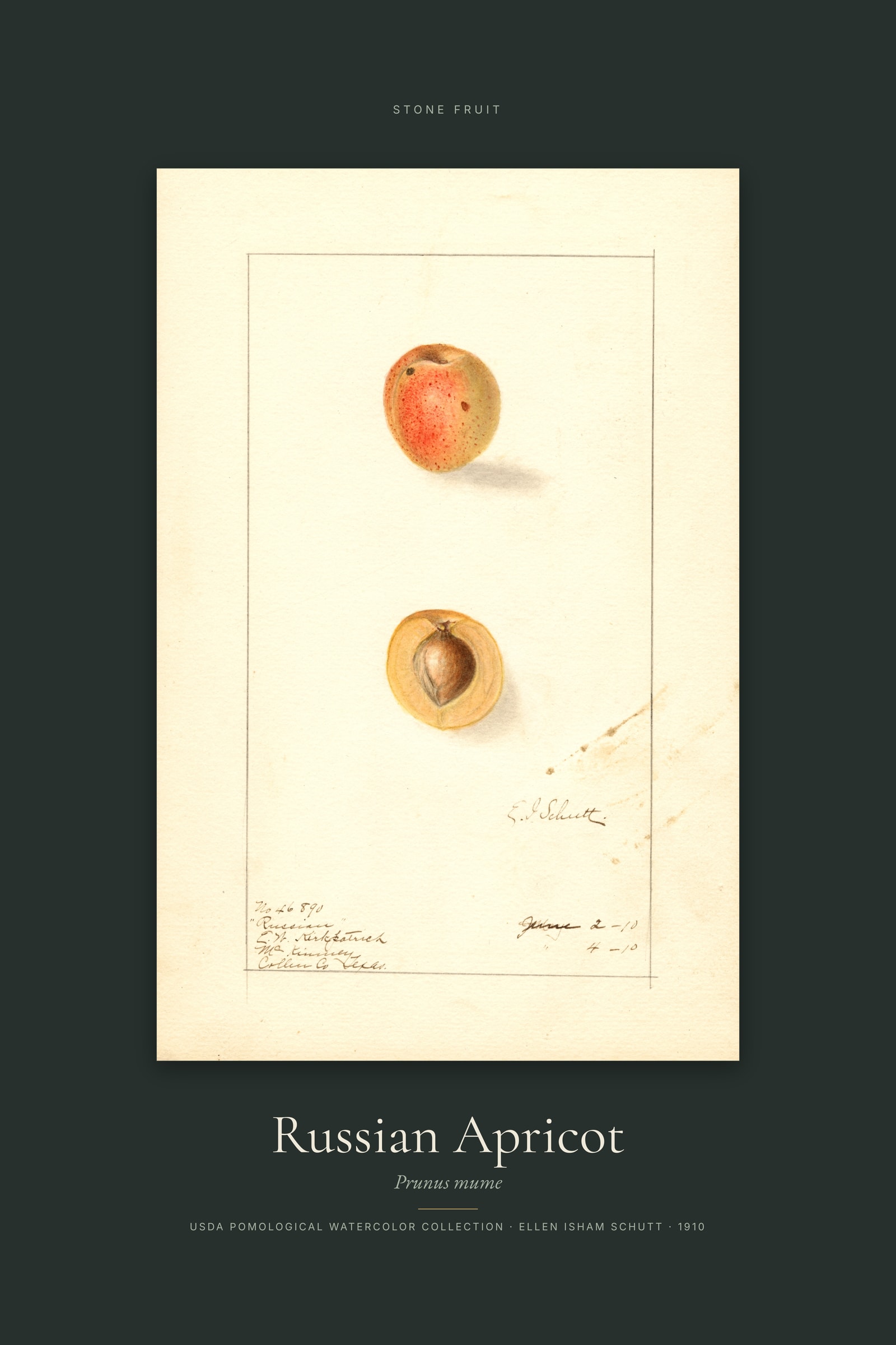 Russian Apricot — Specimen
