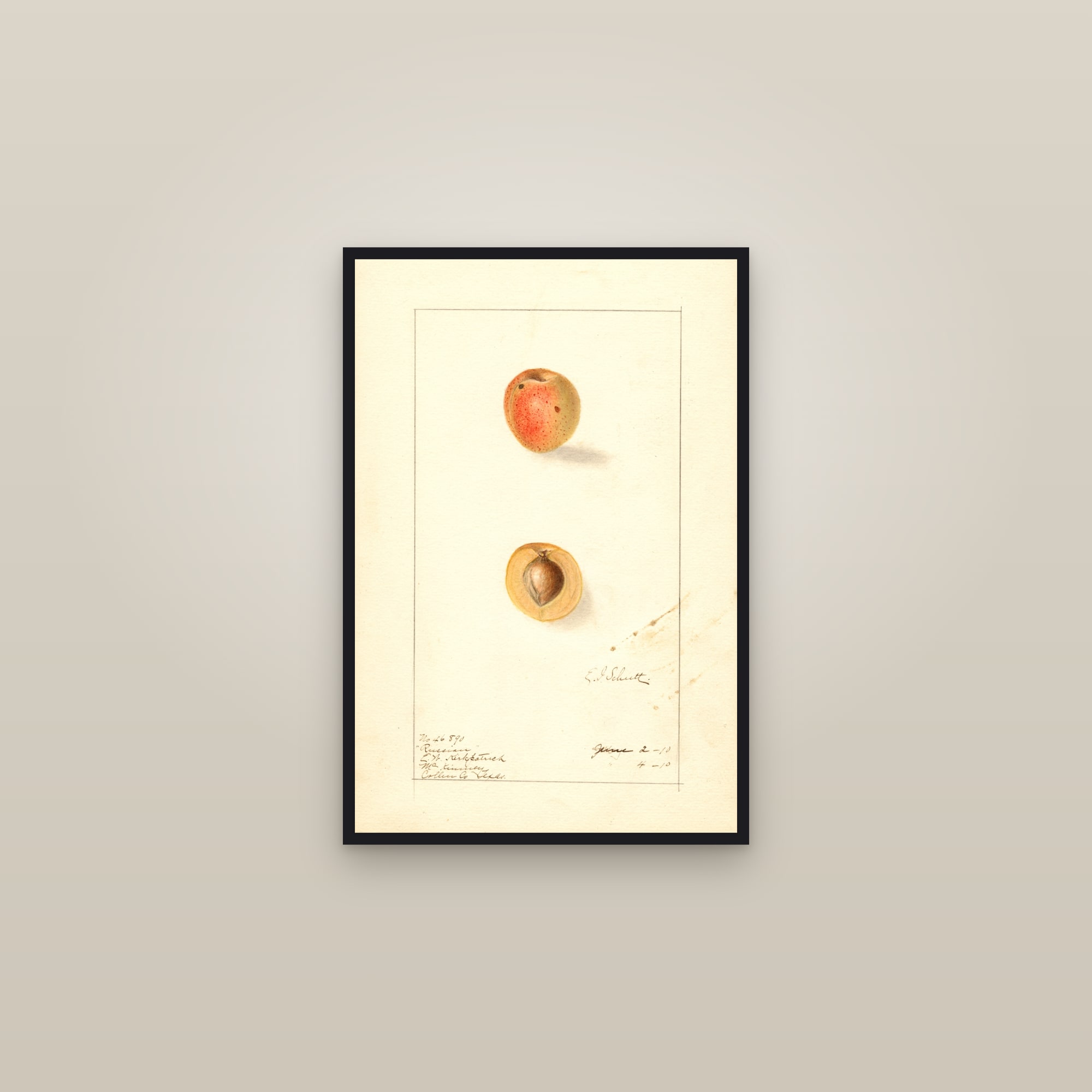 Russian Apricot — framed in a gallery setting