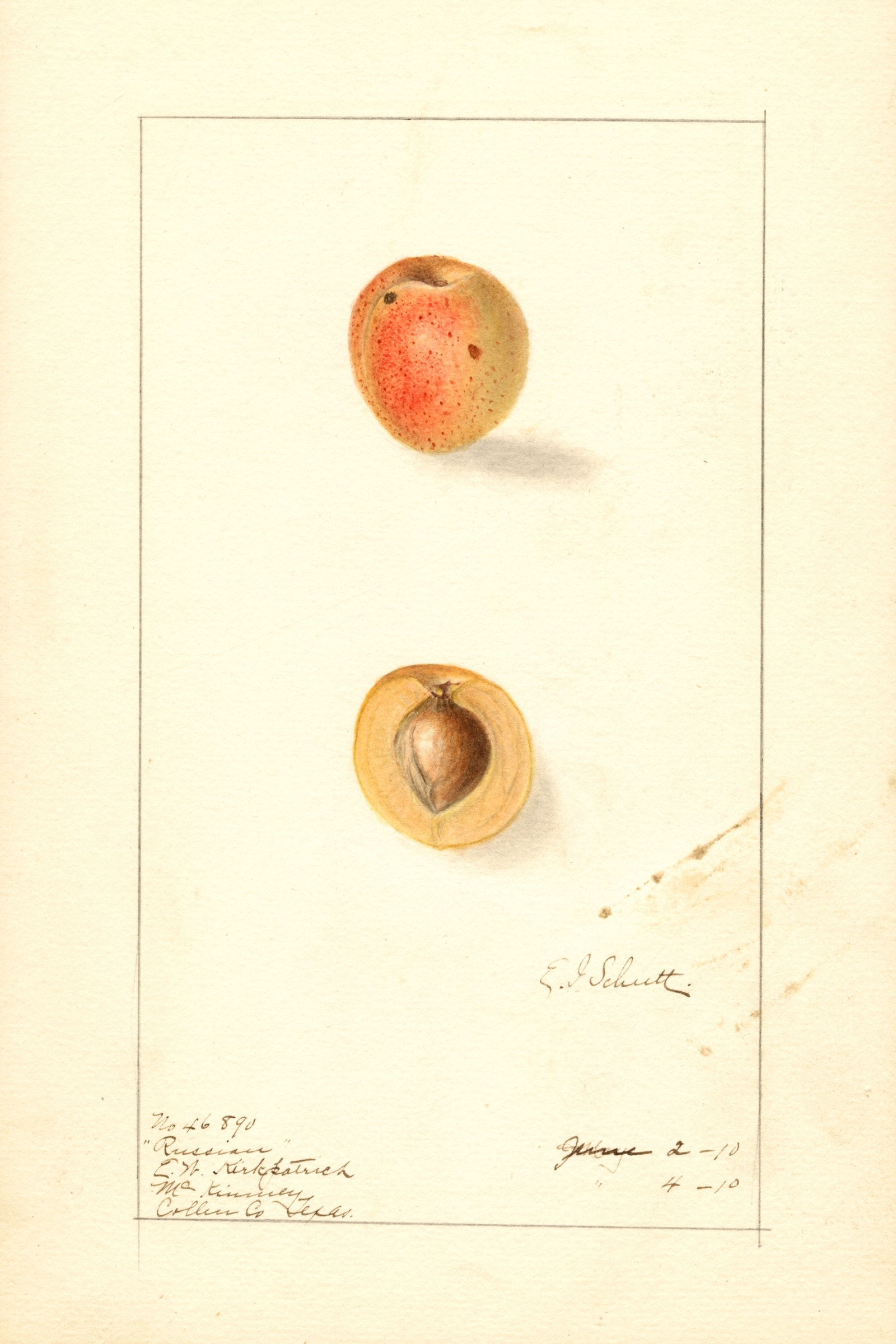 Russian Apricot