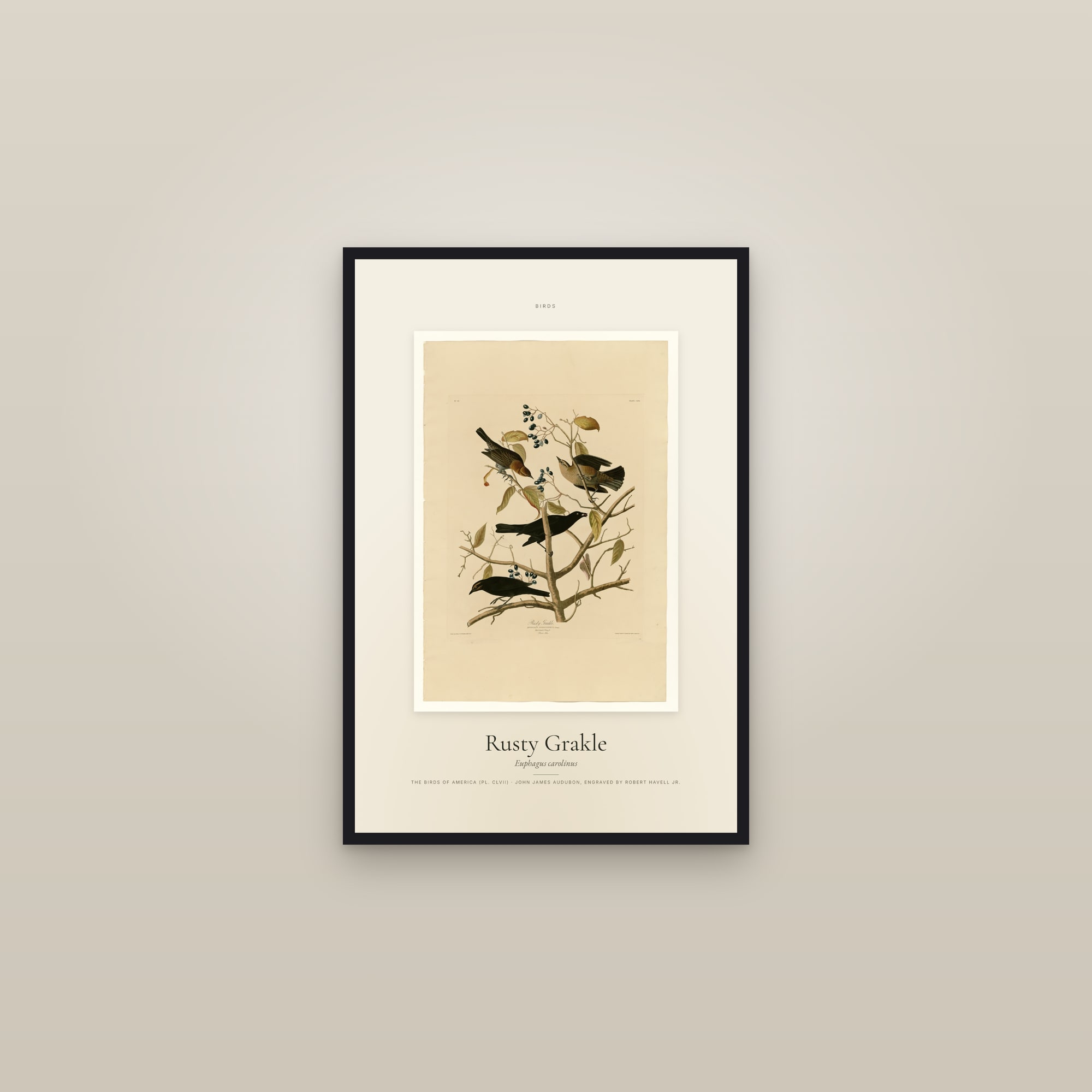 Rusty Grakle — Specimen — framed in a gallery setting