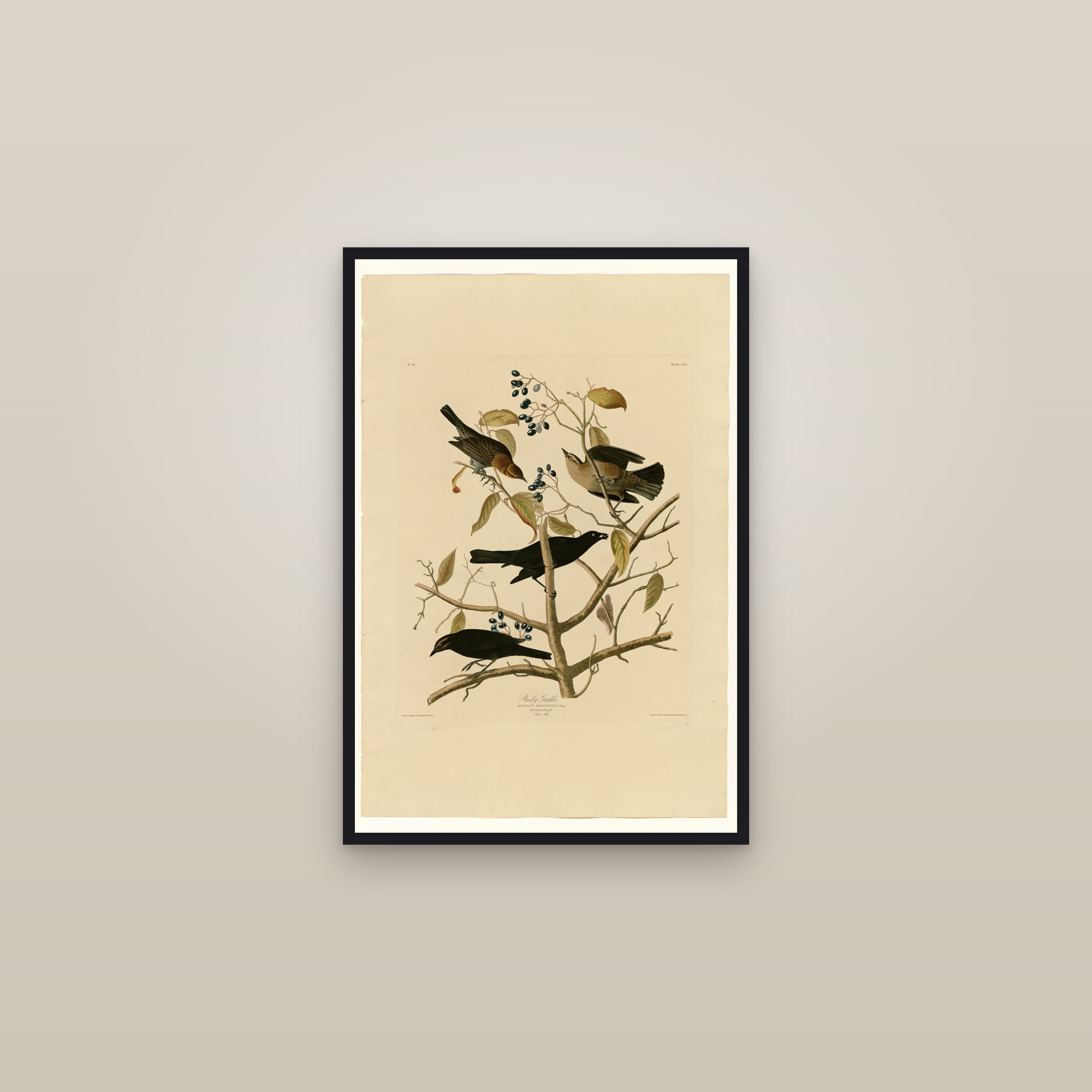 Rusty Grakle — framed in a gallery setting