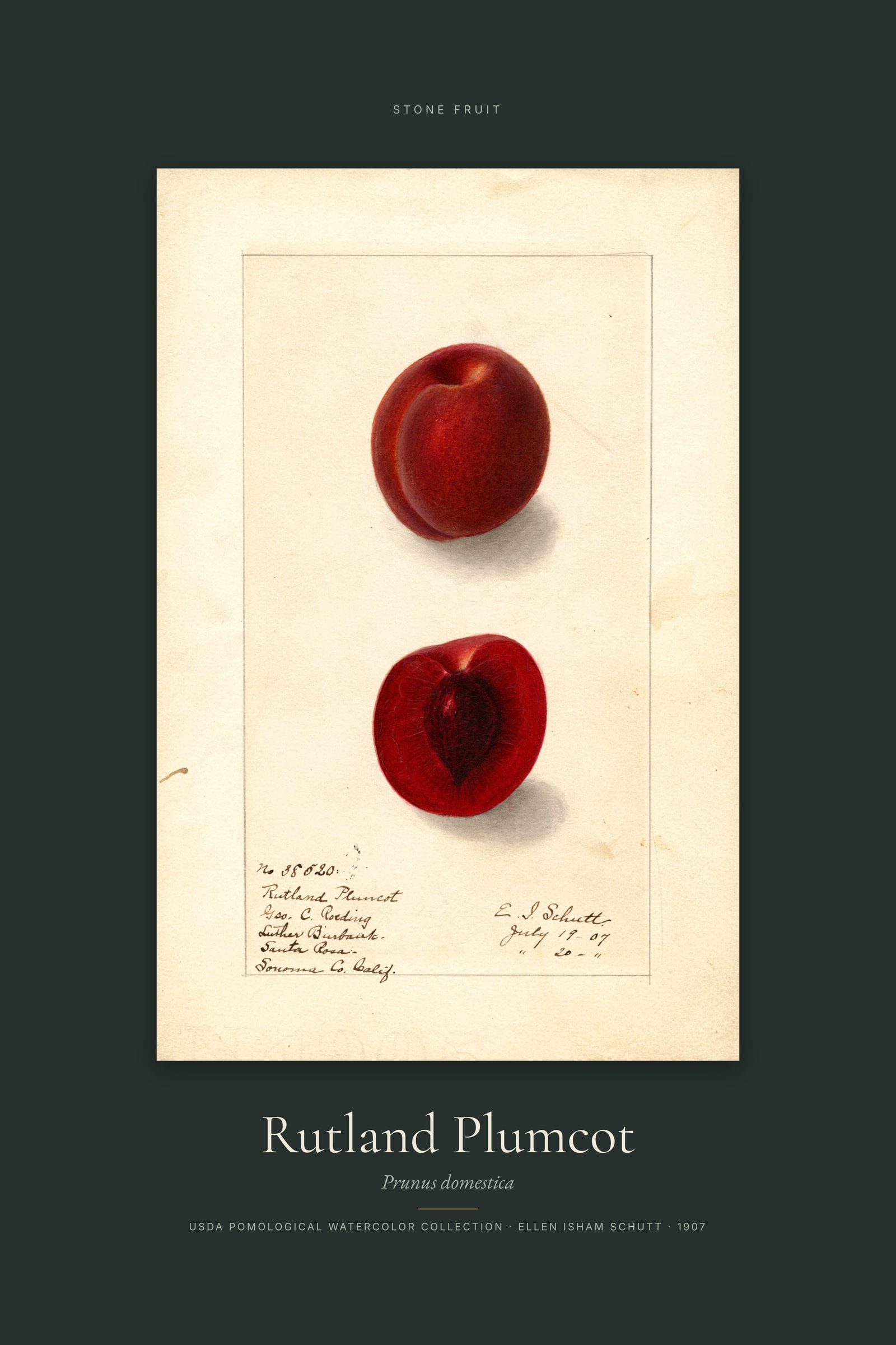Rutland Plumcot — Specimen