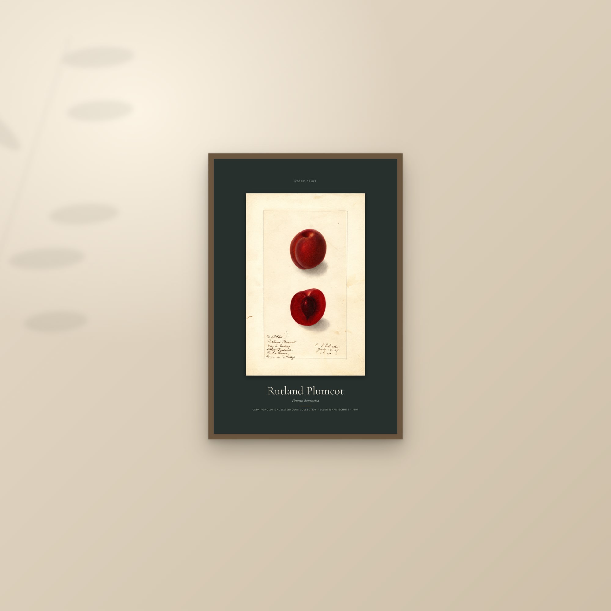Rutland Plumcot — Specimen — framed and styled on a sunlit wall