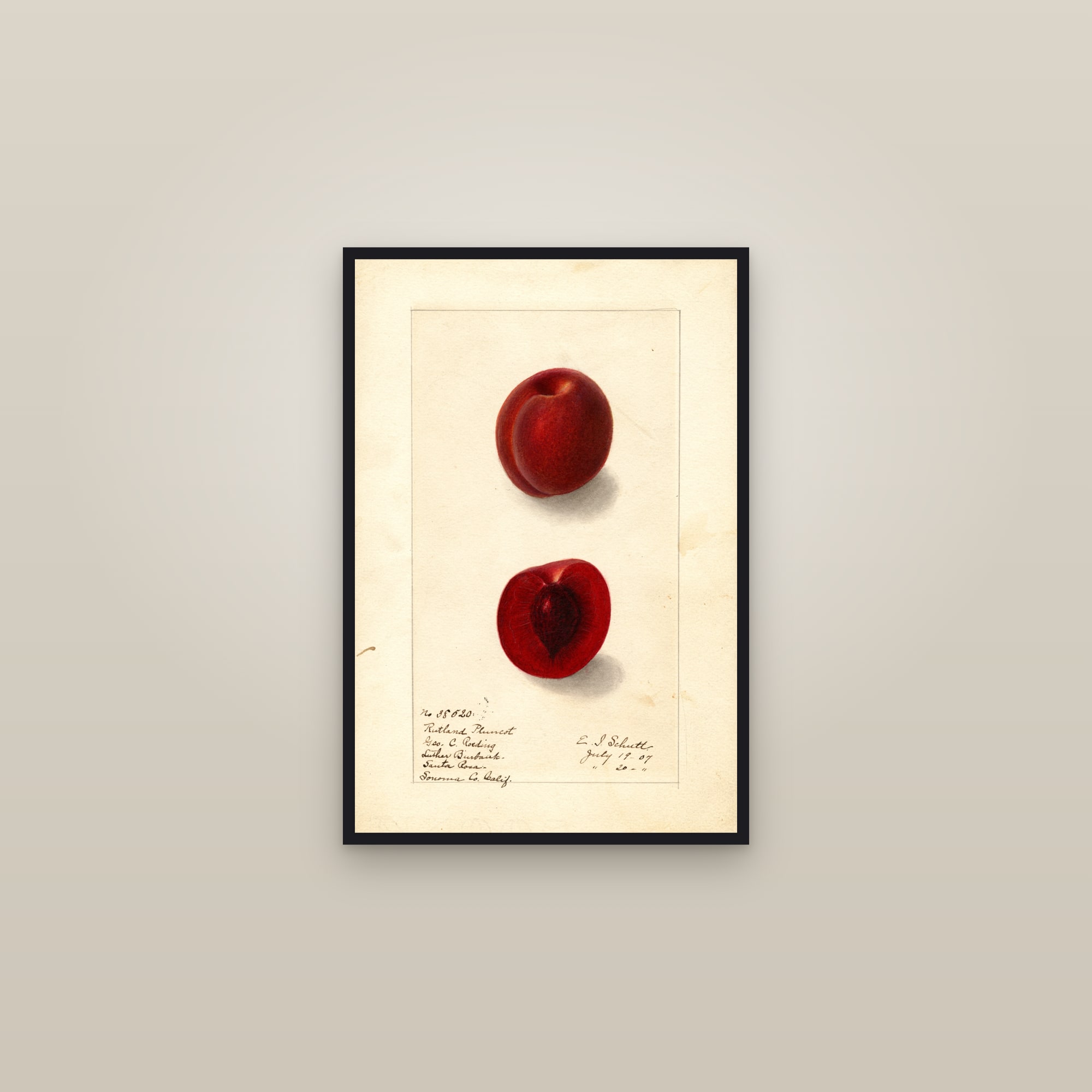 Rutland Plumcot — framed in a gallery setting