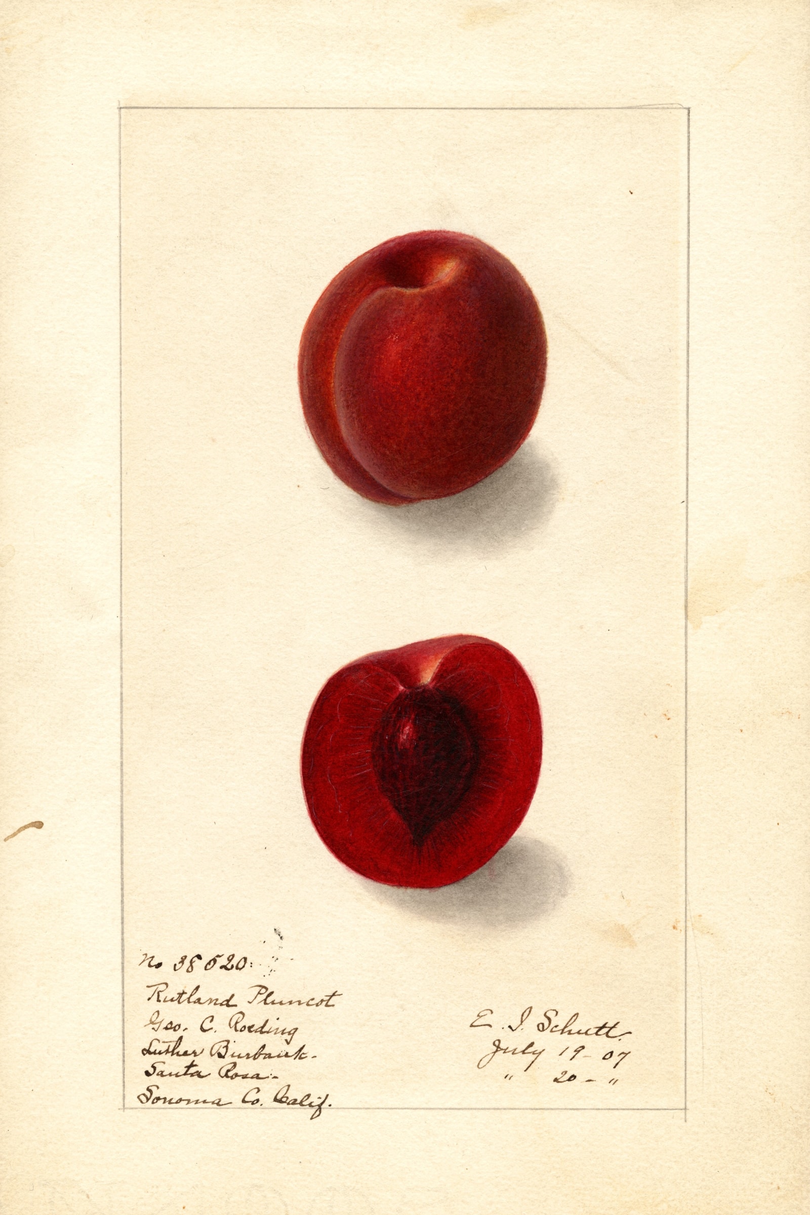 Rutland Plumcot