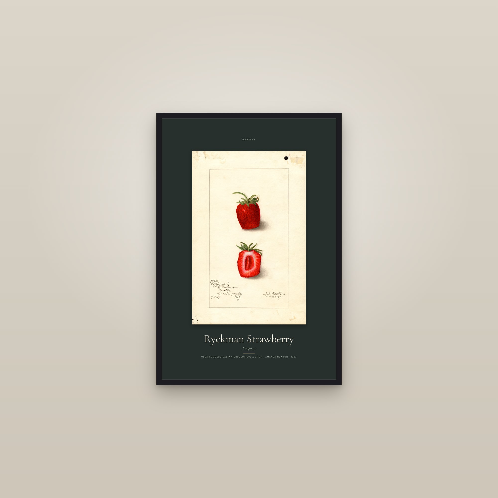 Ryckman Strawberry — Specimen — framed in a gallery setting