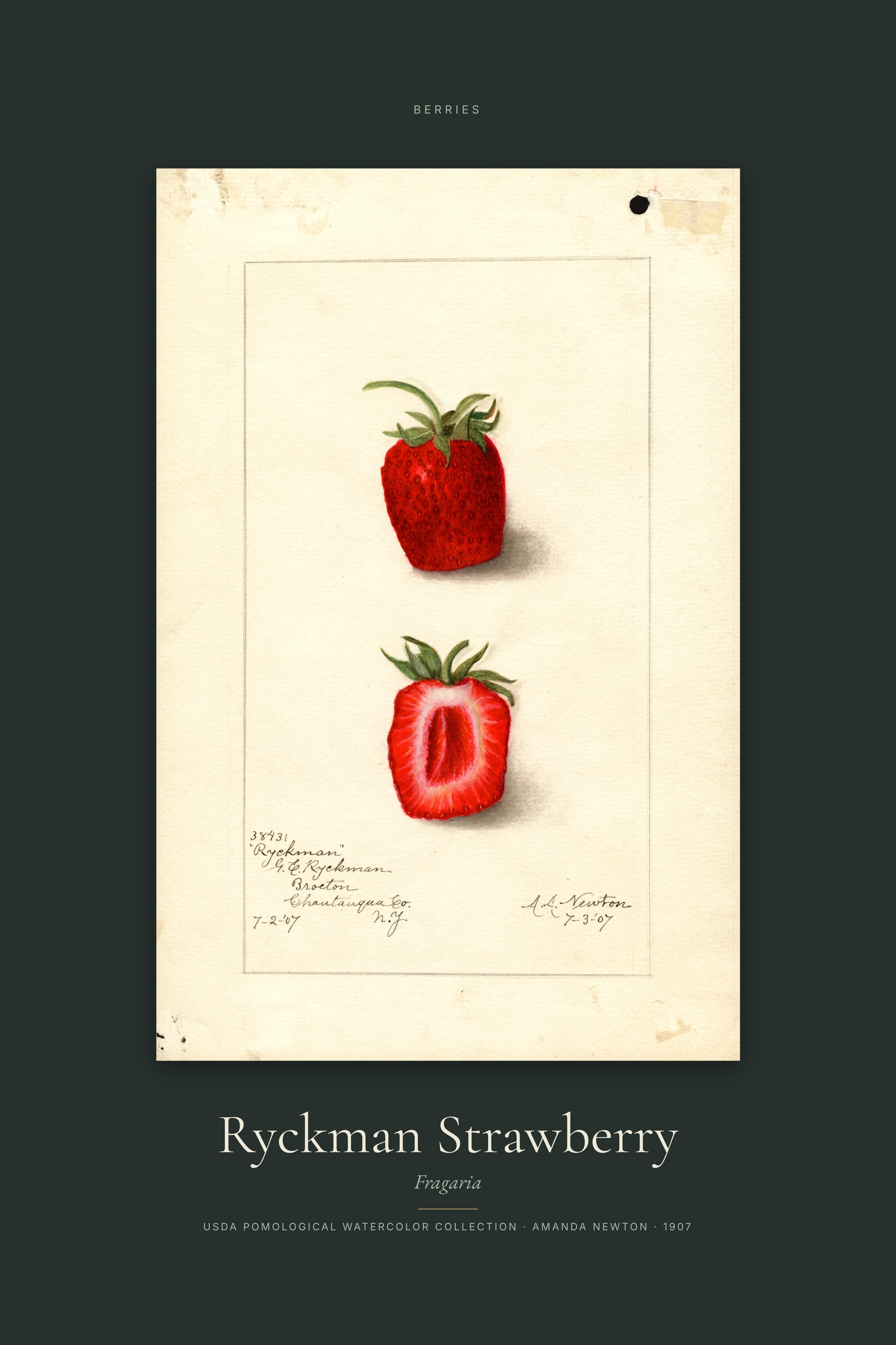 Ryckman Strawberry — Specimen