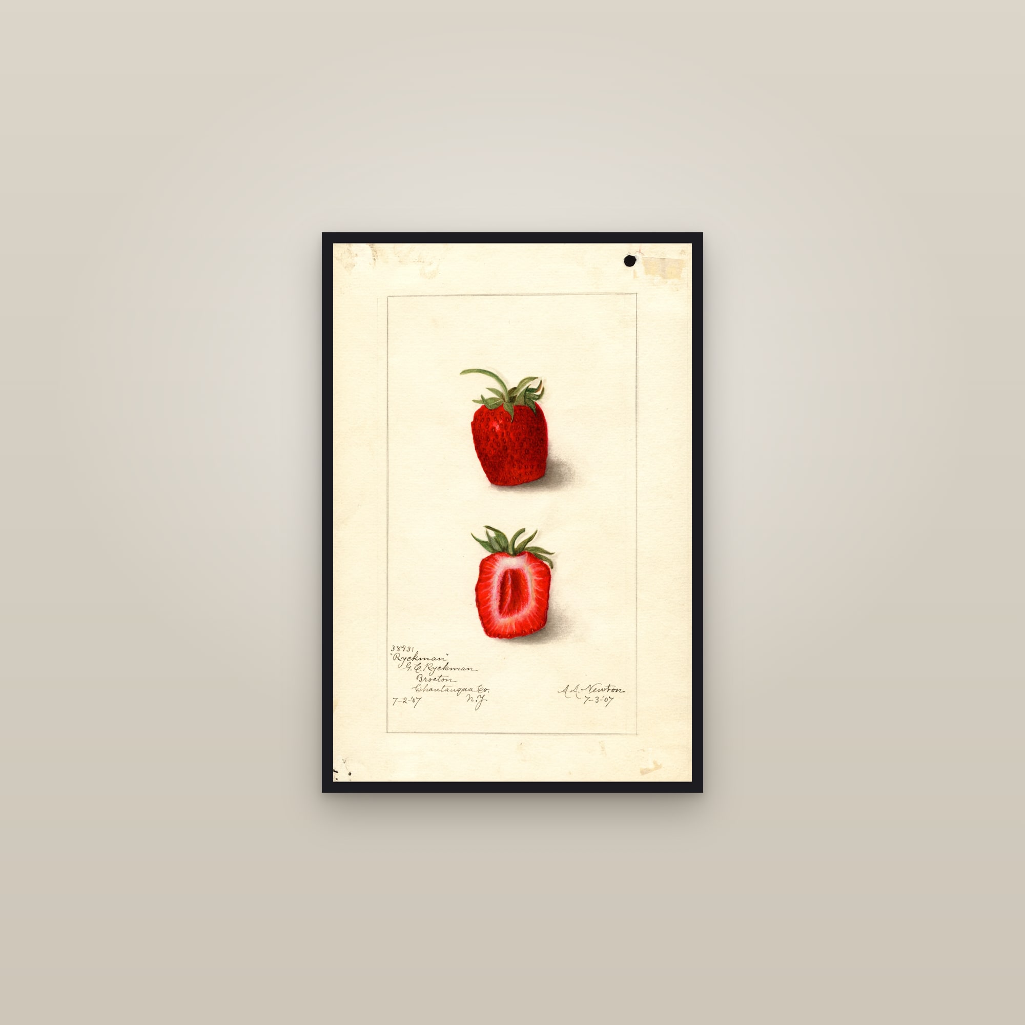 Ryckman Strawberry — framed in a gallery setting