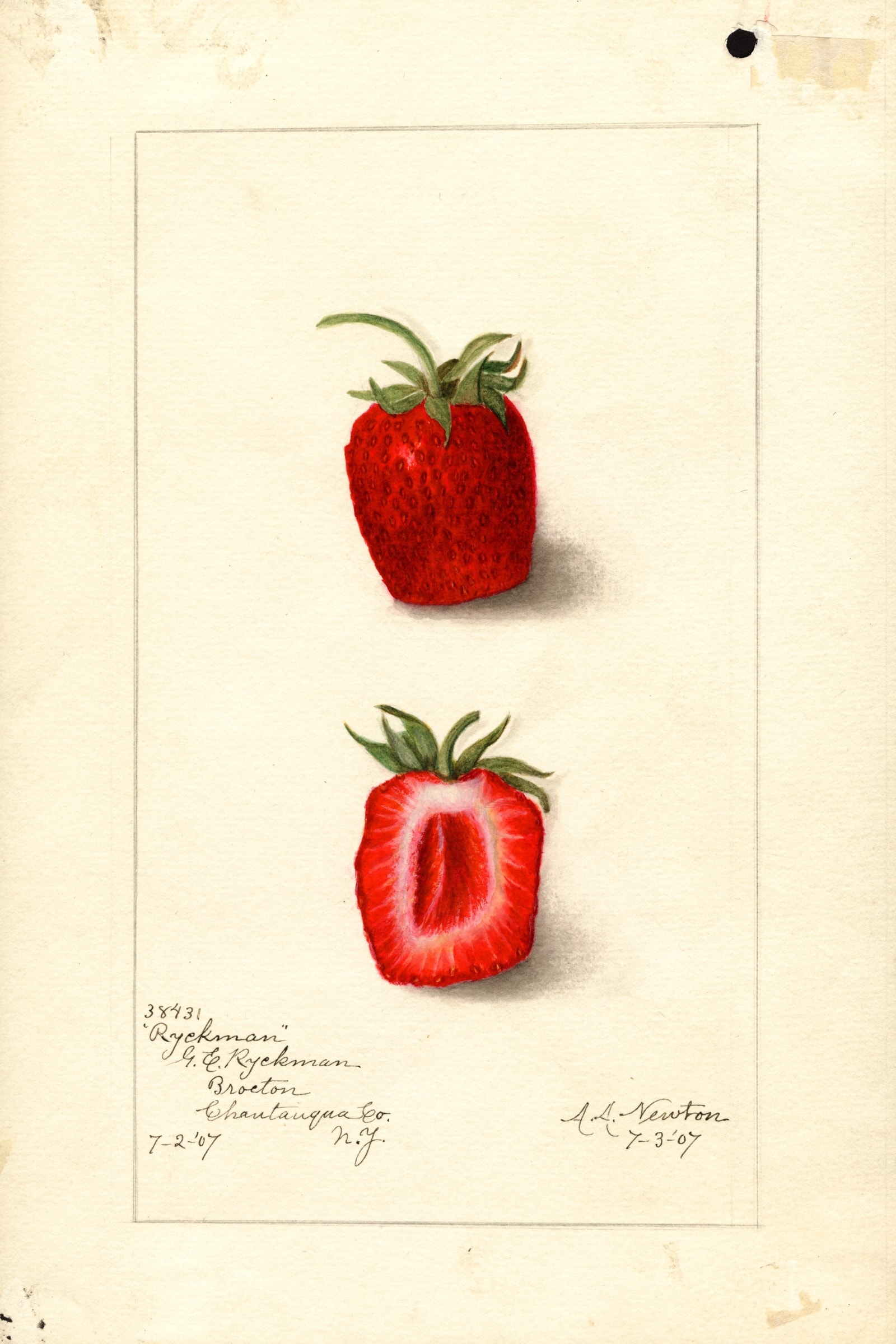 Ryckman Strawberry