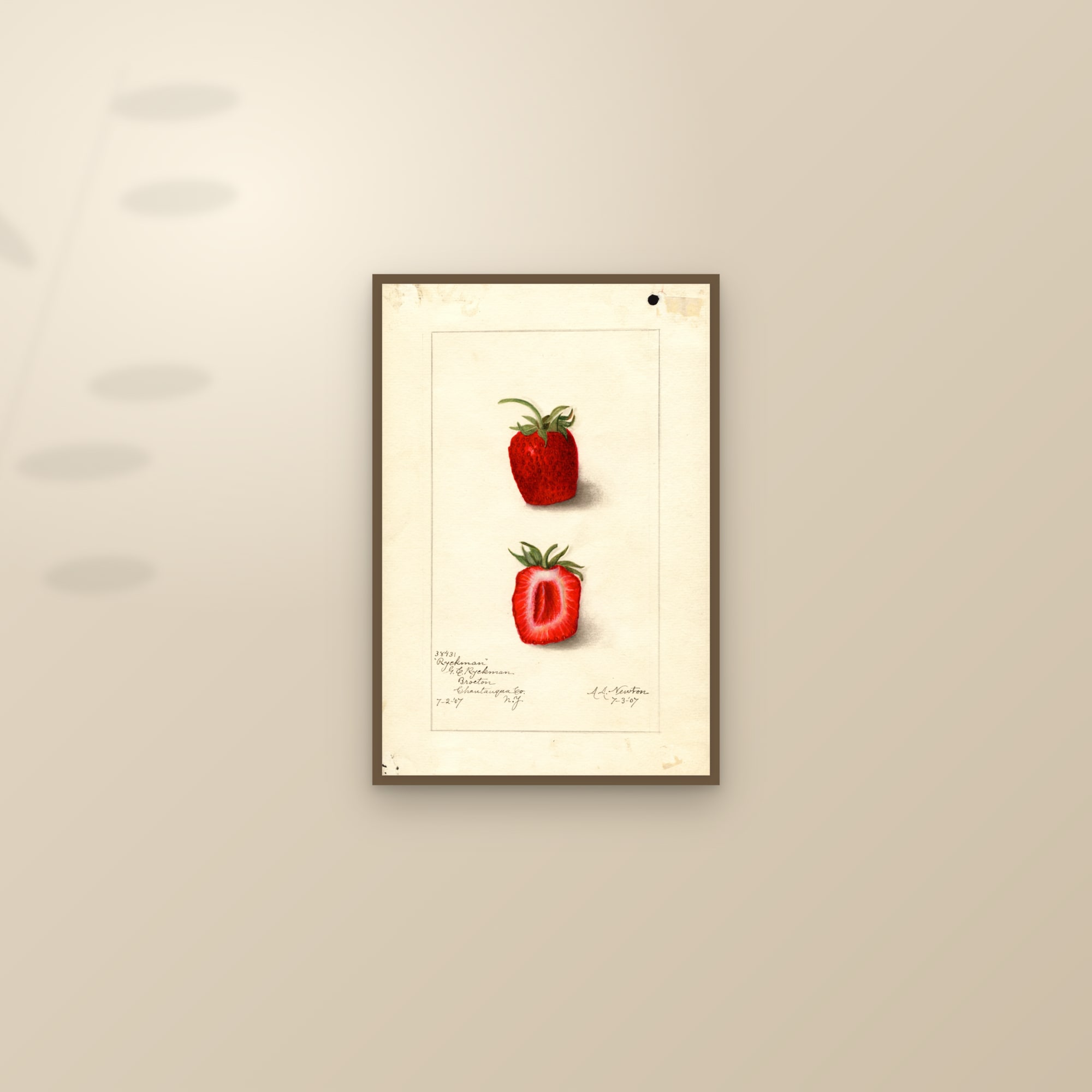 Ryckman Strawberry — framed and styled on a sunlit wall