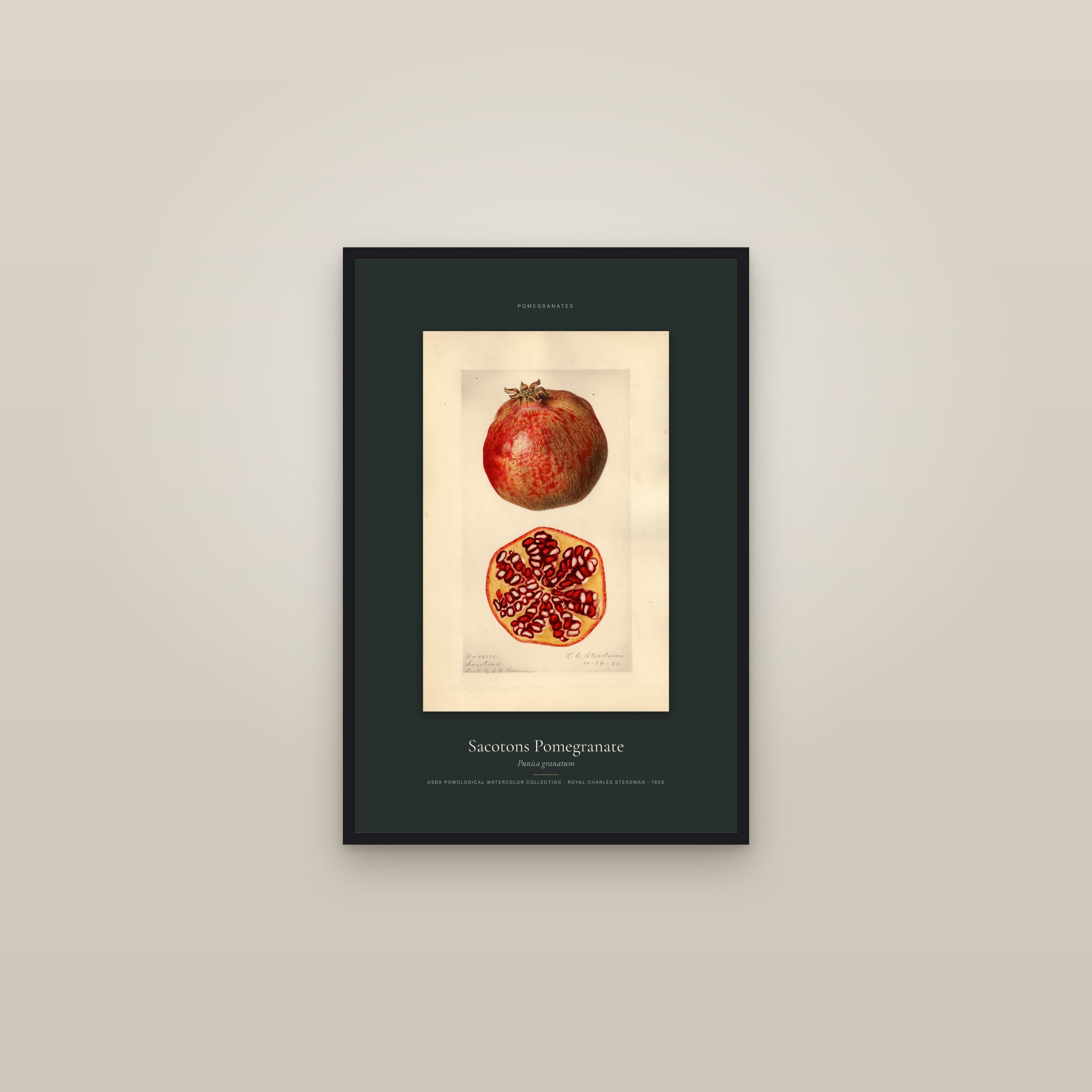 Sacotons Pomegranate — Specimen — framed in a gallery setting