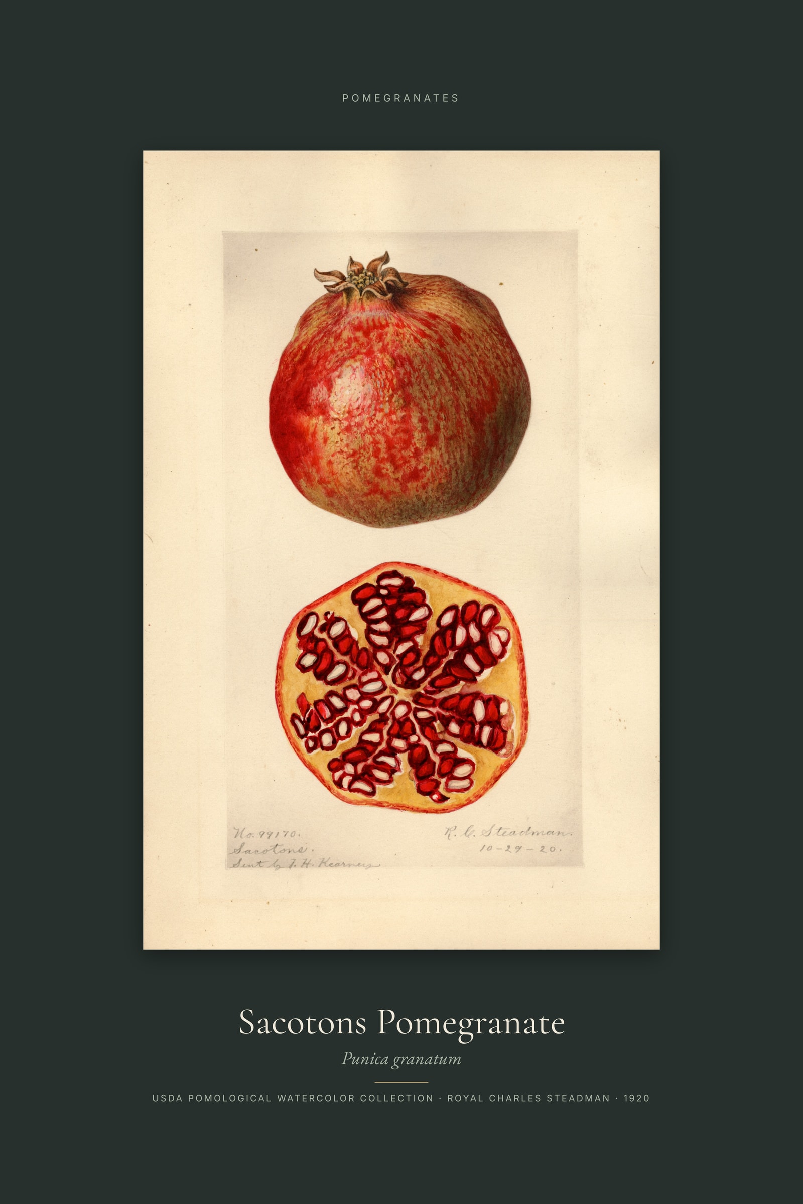Sacotons Pomegranate — Specimen