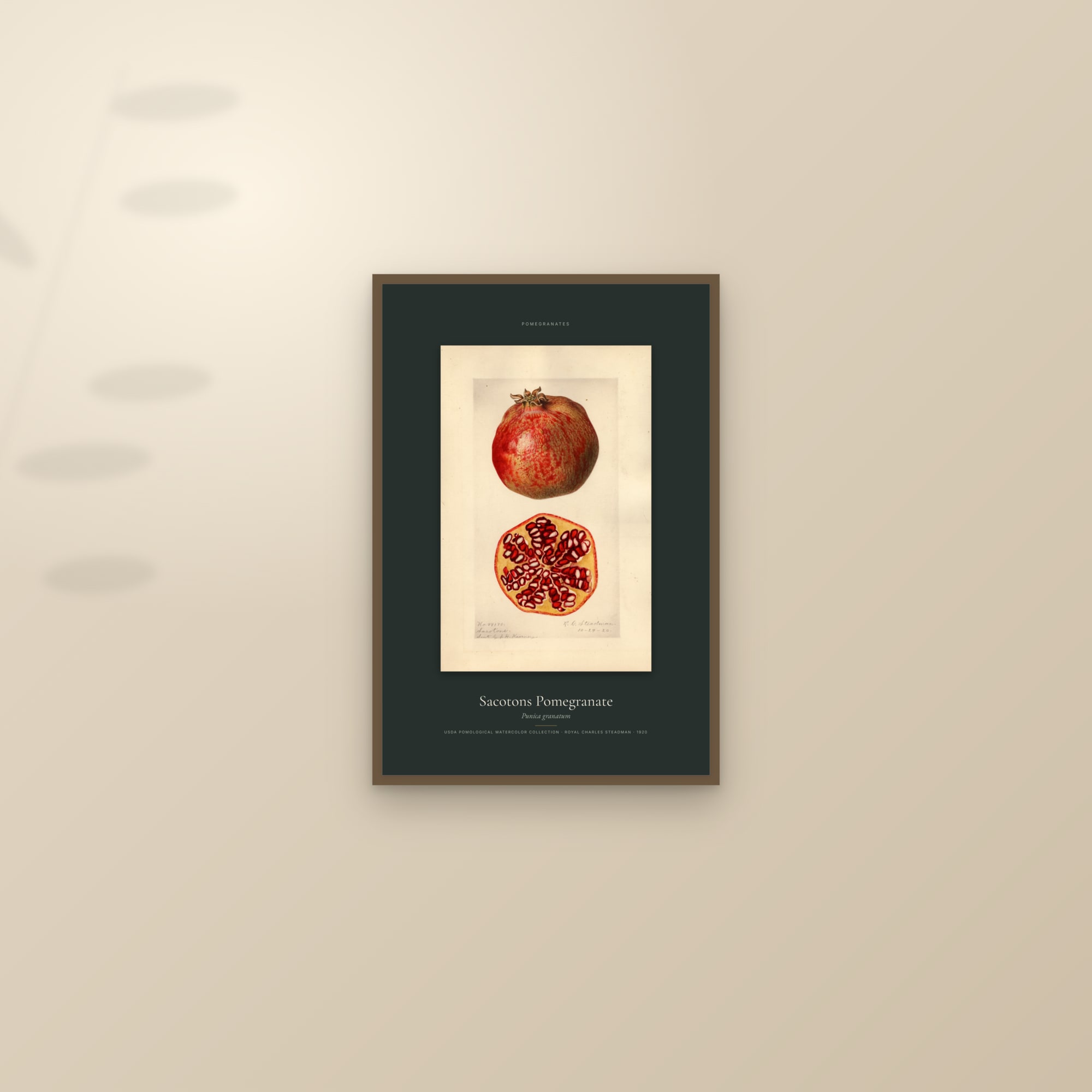 Sacotons Pomegranate — Specimen — framed and styled on a sunlit wall