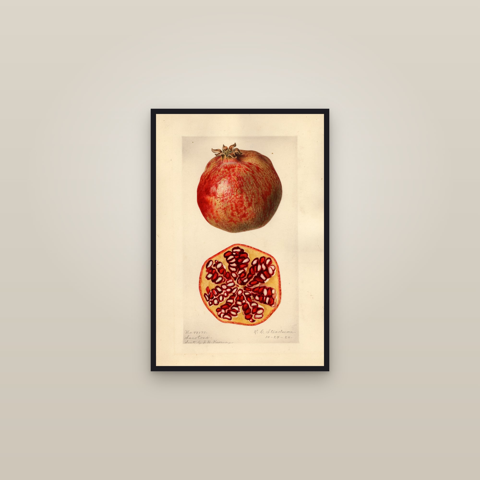 Sacotons Pomegranate — framed in a gallery setting