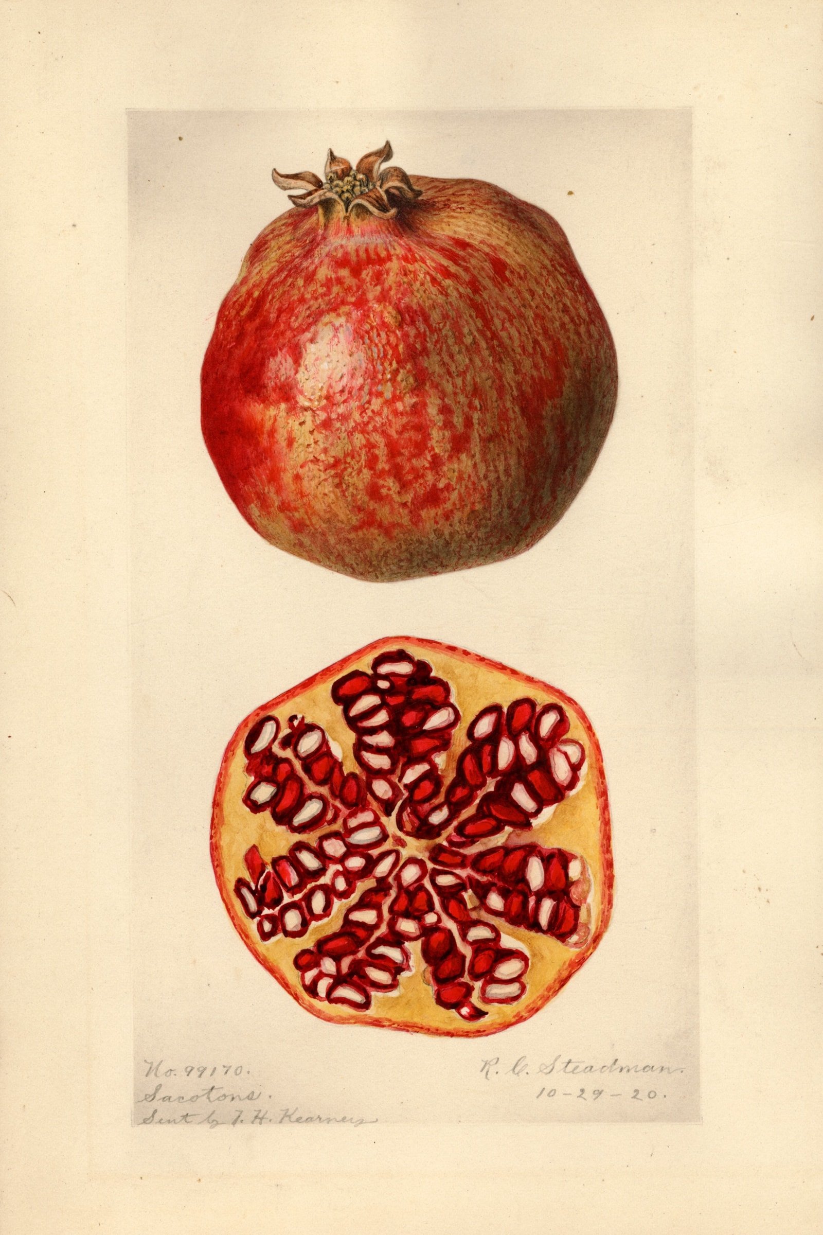 Sacotons Pomegranate
