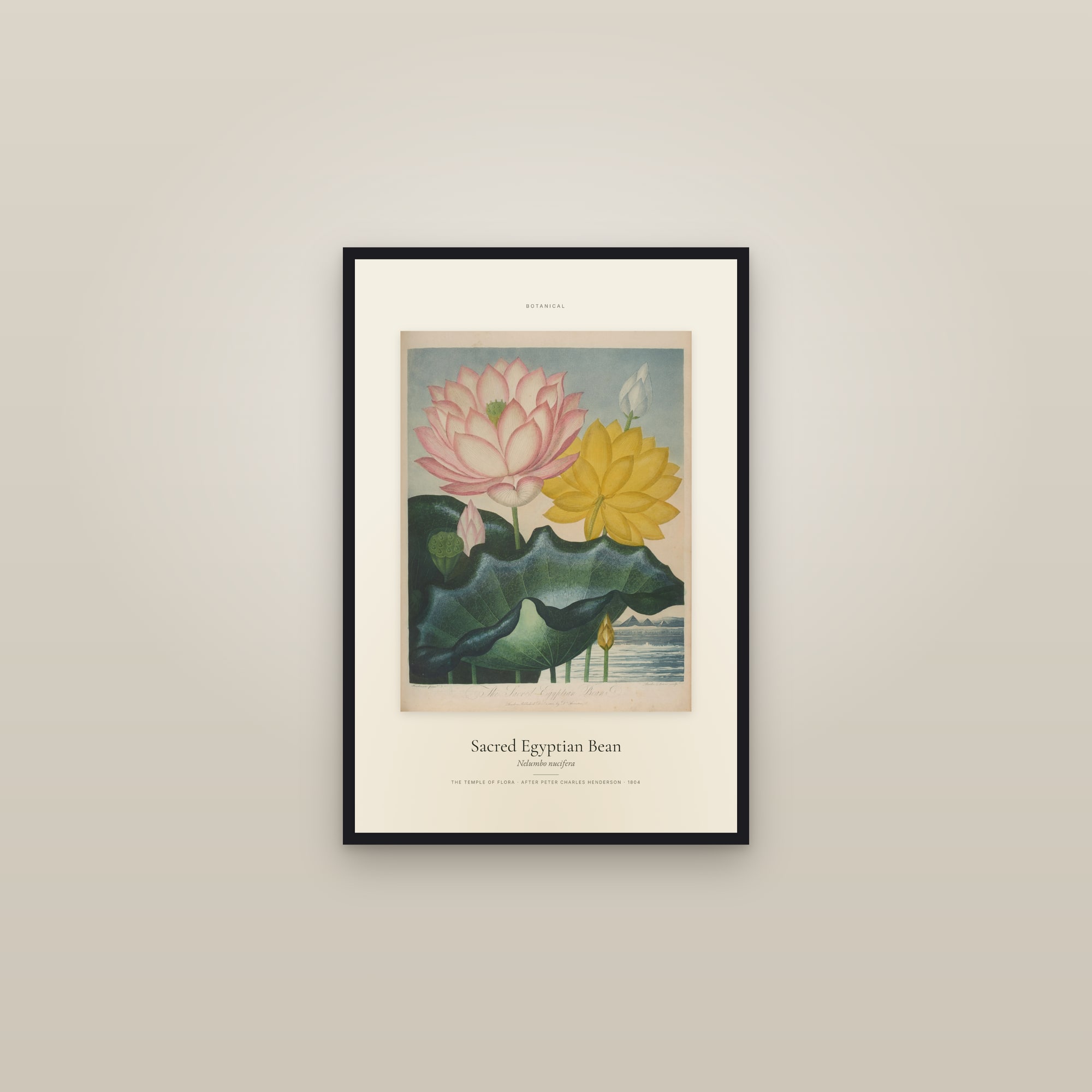 Sacred Egyptian Bean — Specimen — framed in a gallery setting