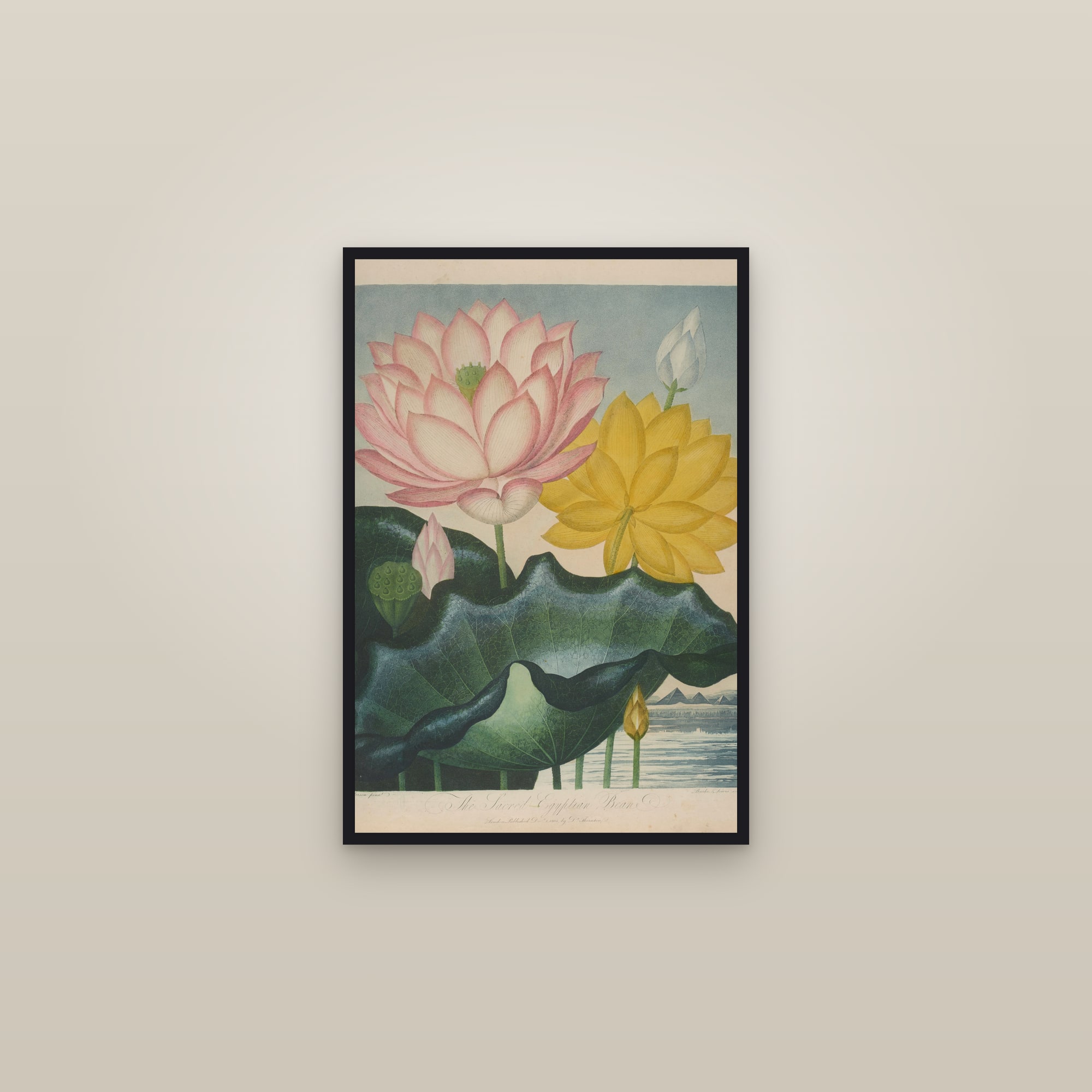 Sacred Egyptian Bean — framed in a gallery setting