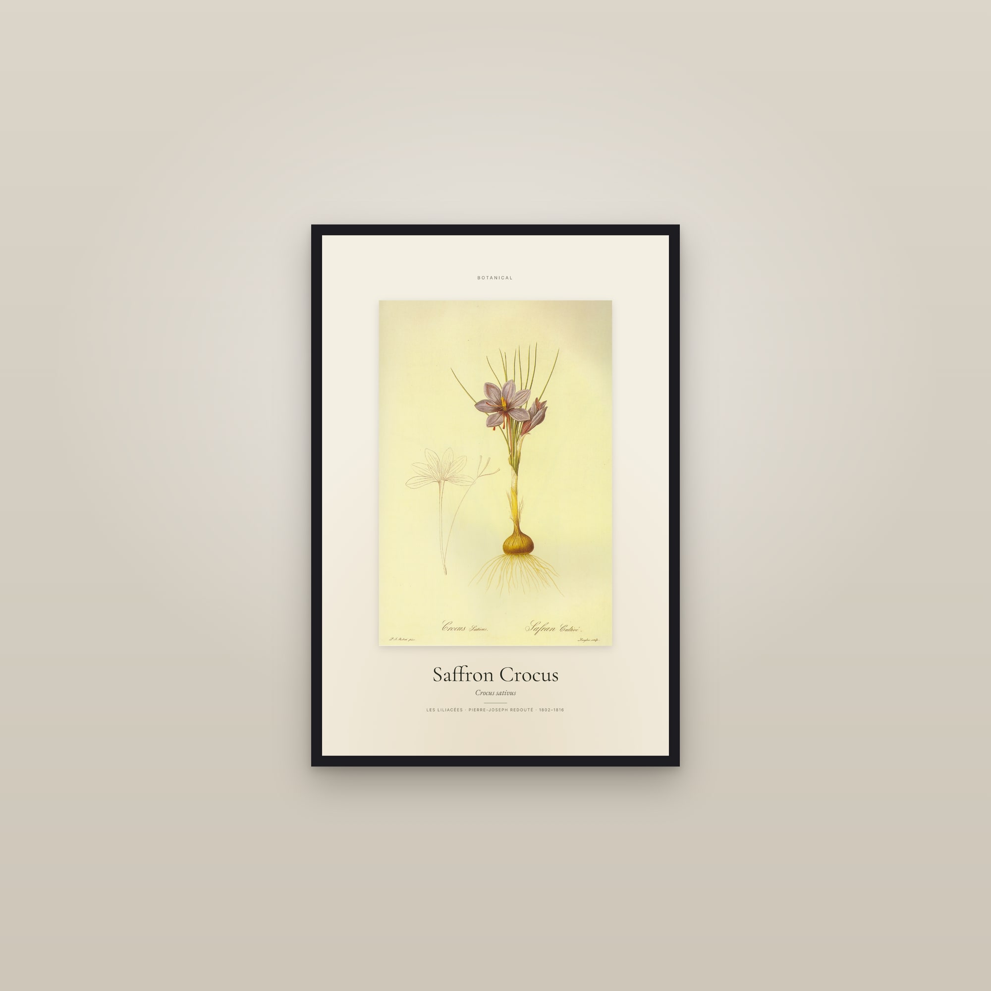 Saffron Crocus — Specimen — framed in a gallery setting
