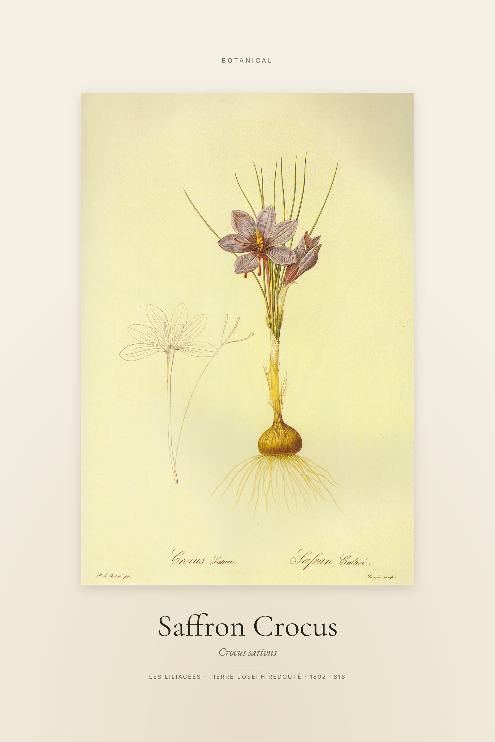 Saffron Crocus — Specimen