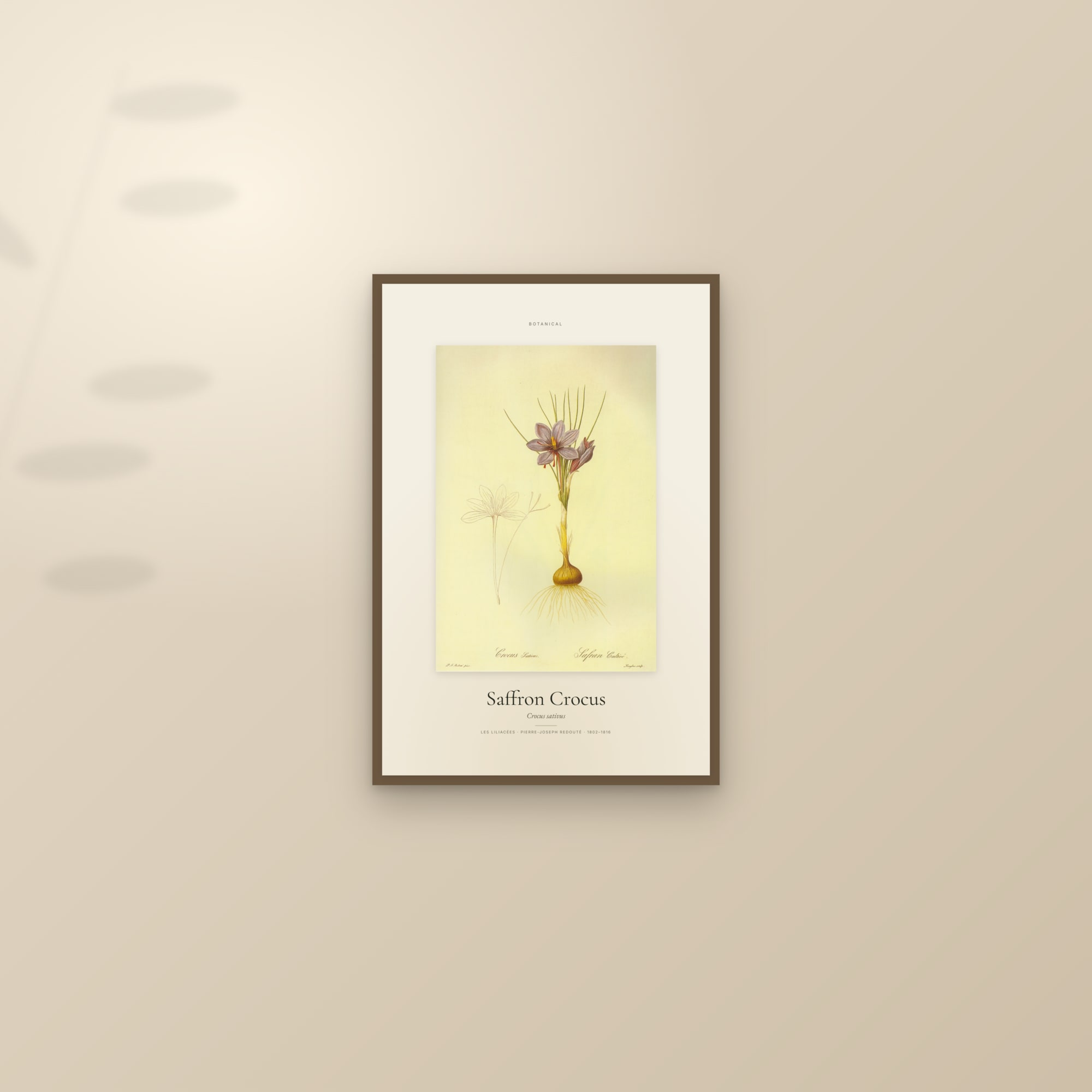 Saffron Crocus — Specimen — framed and styled on a sunlit wall