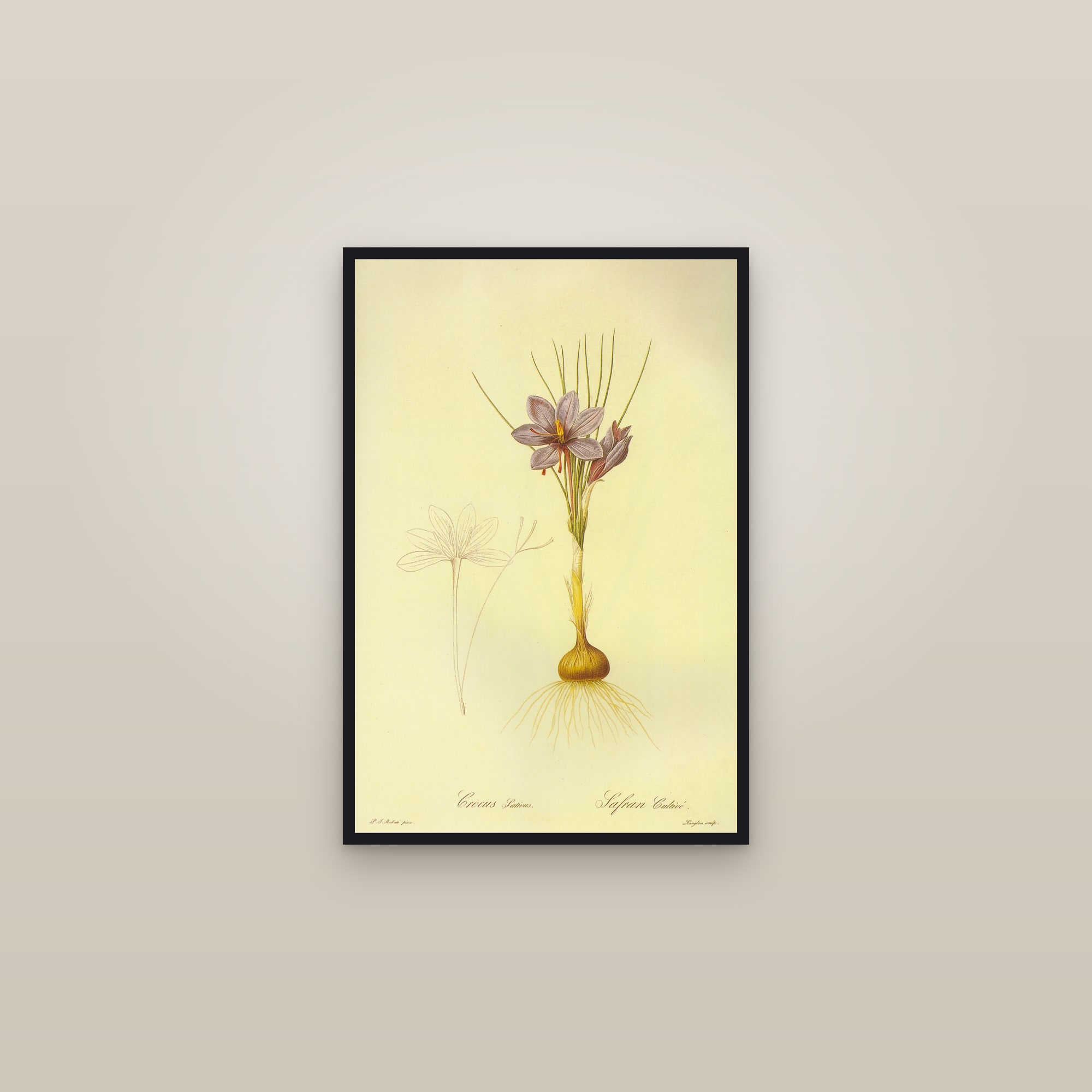 Saffron Crocus — framed in a gallery setting