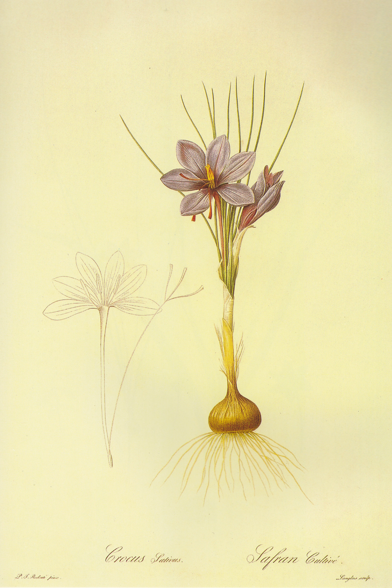 Saffron Crocus