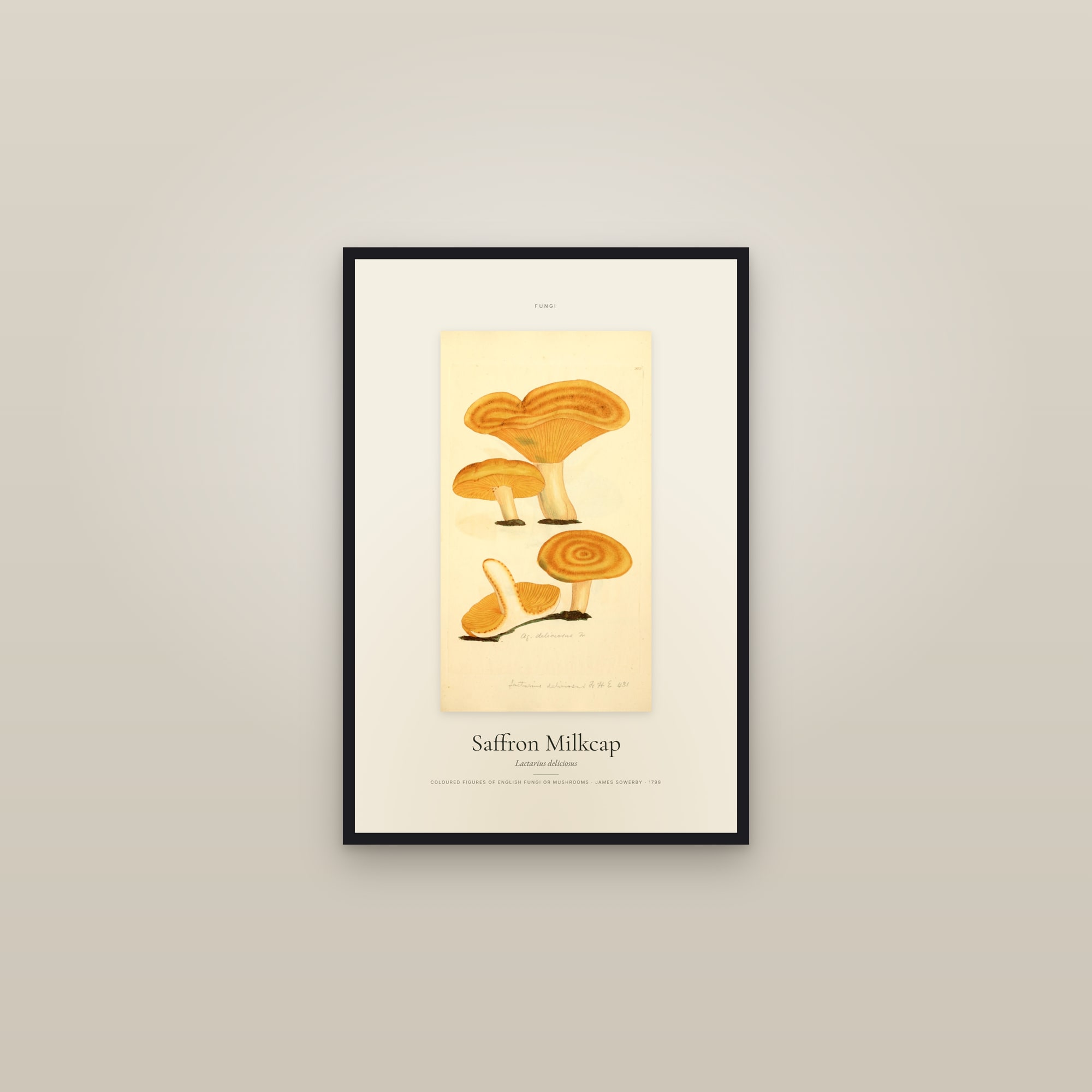 Saffron Milkcap — Specimen — framed in a gallery setting
