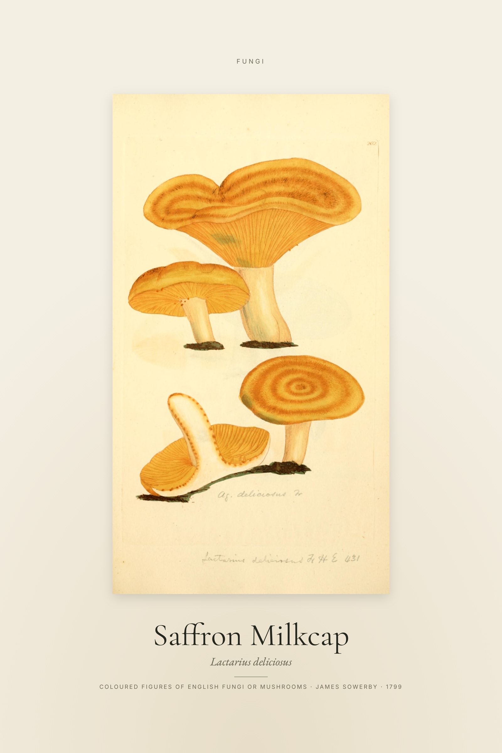 Saffron Milkcap — Specimen