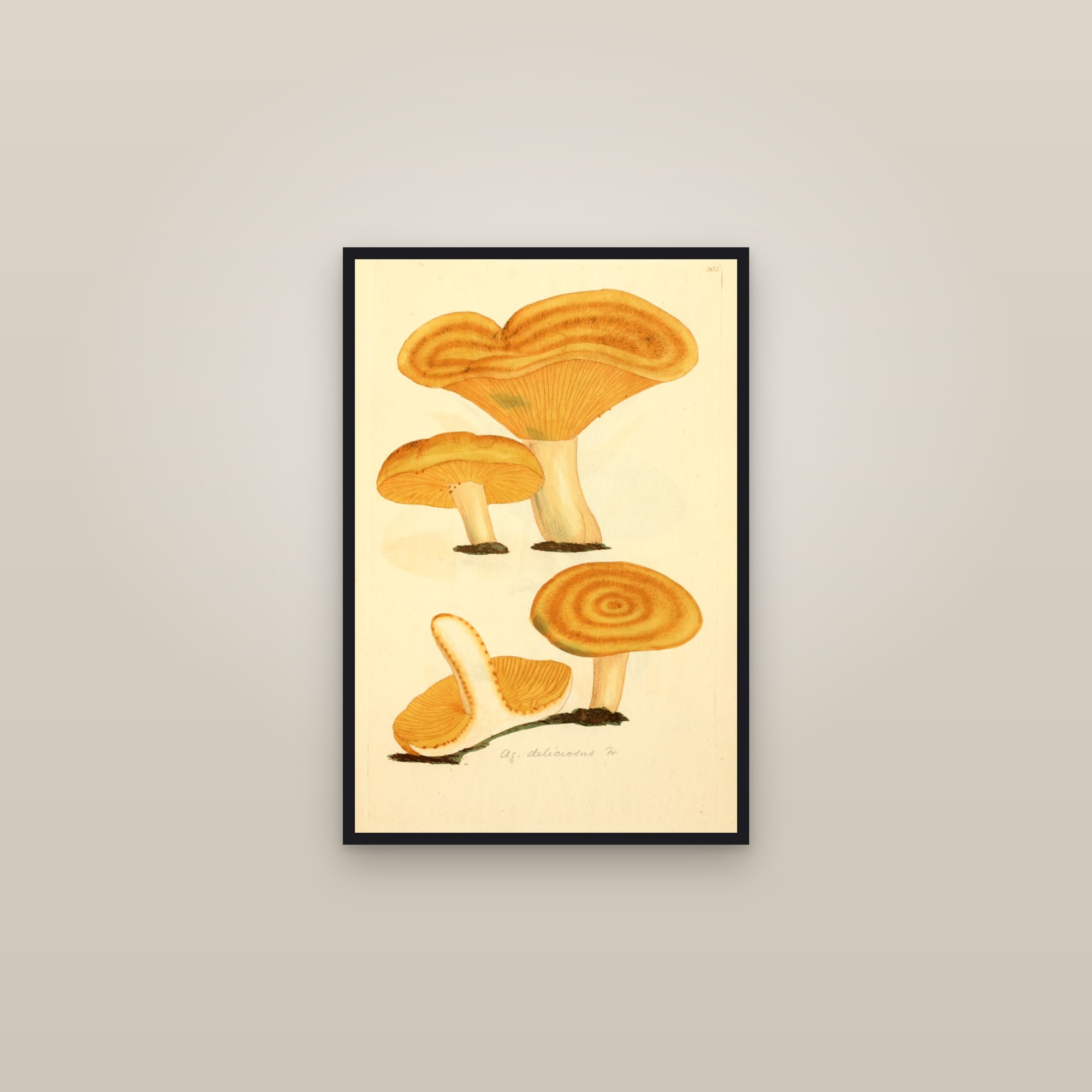 Saffron Milkcap — framed in a gallery setting