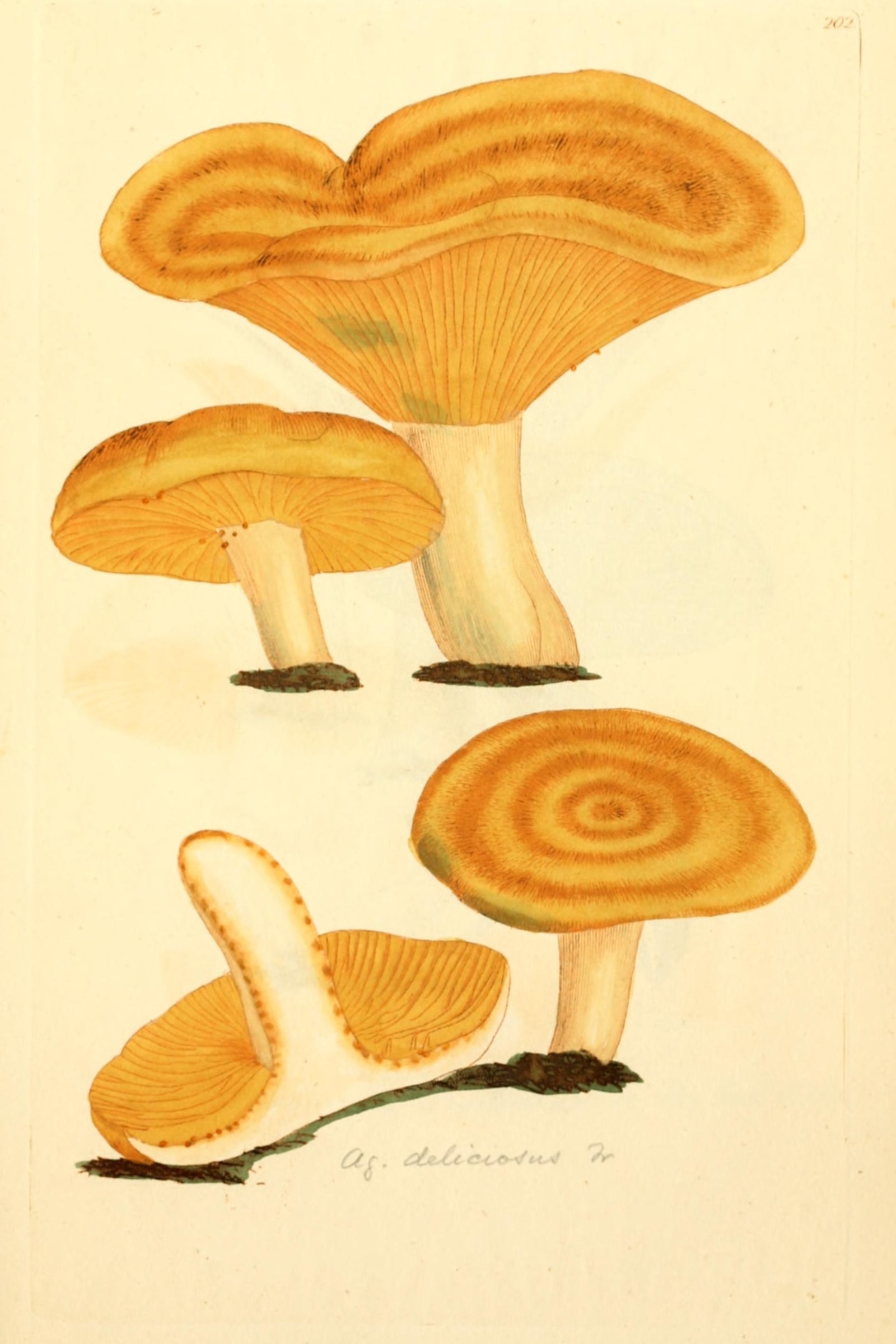 Saffron Milkcap