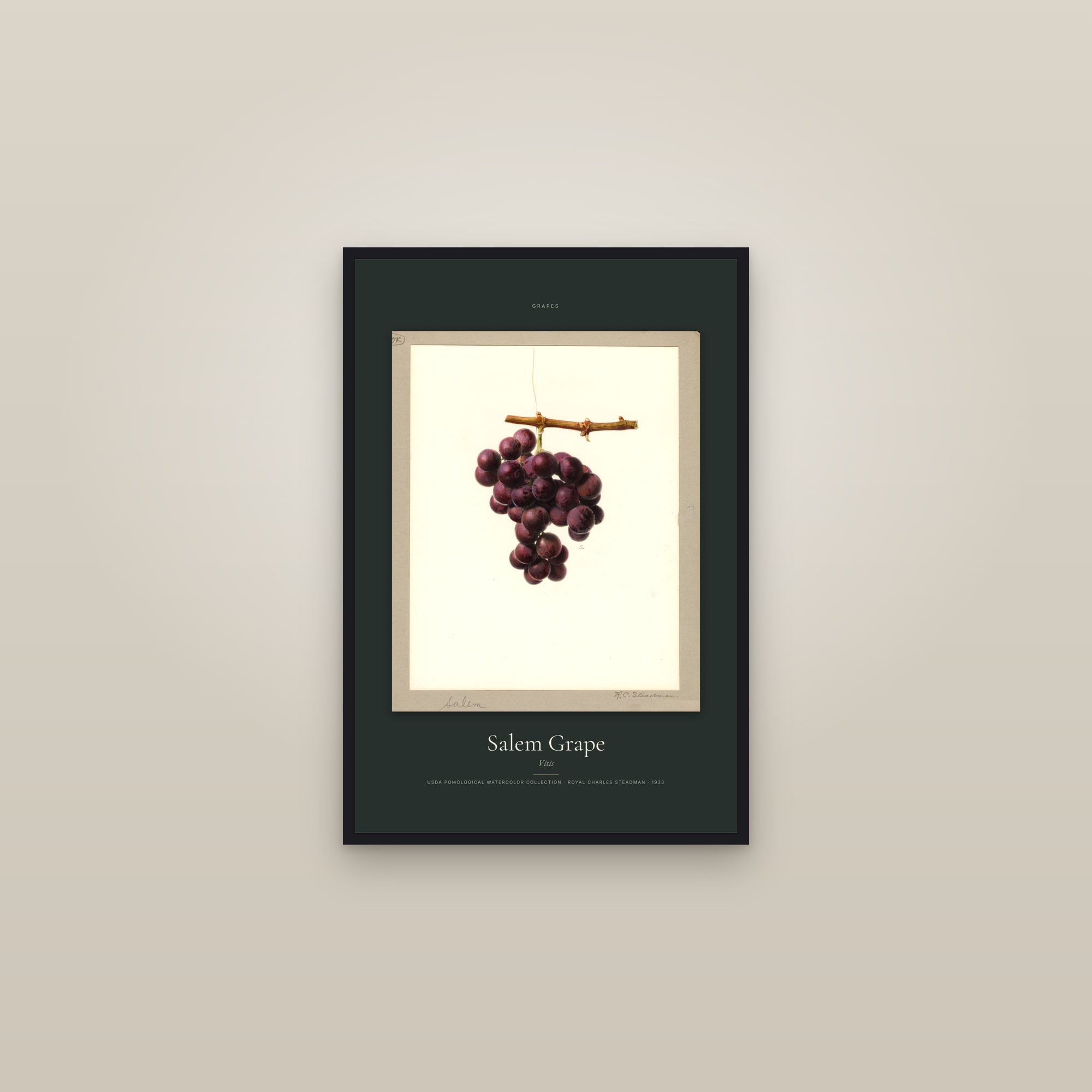 Salem Grape — Specimen — framed in a gallery setting