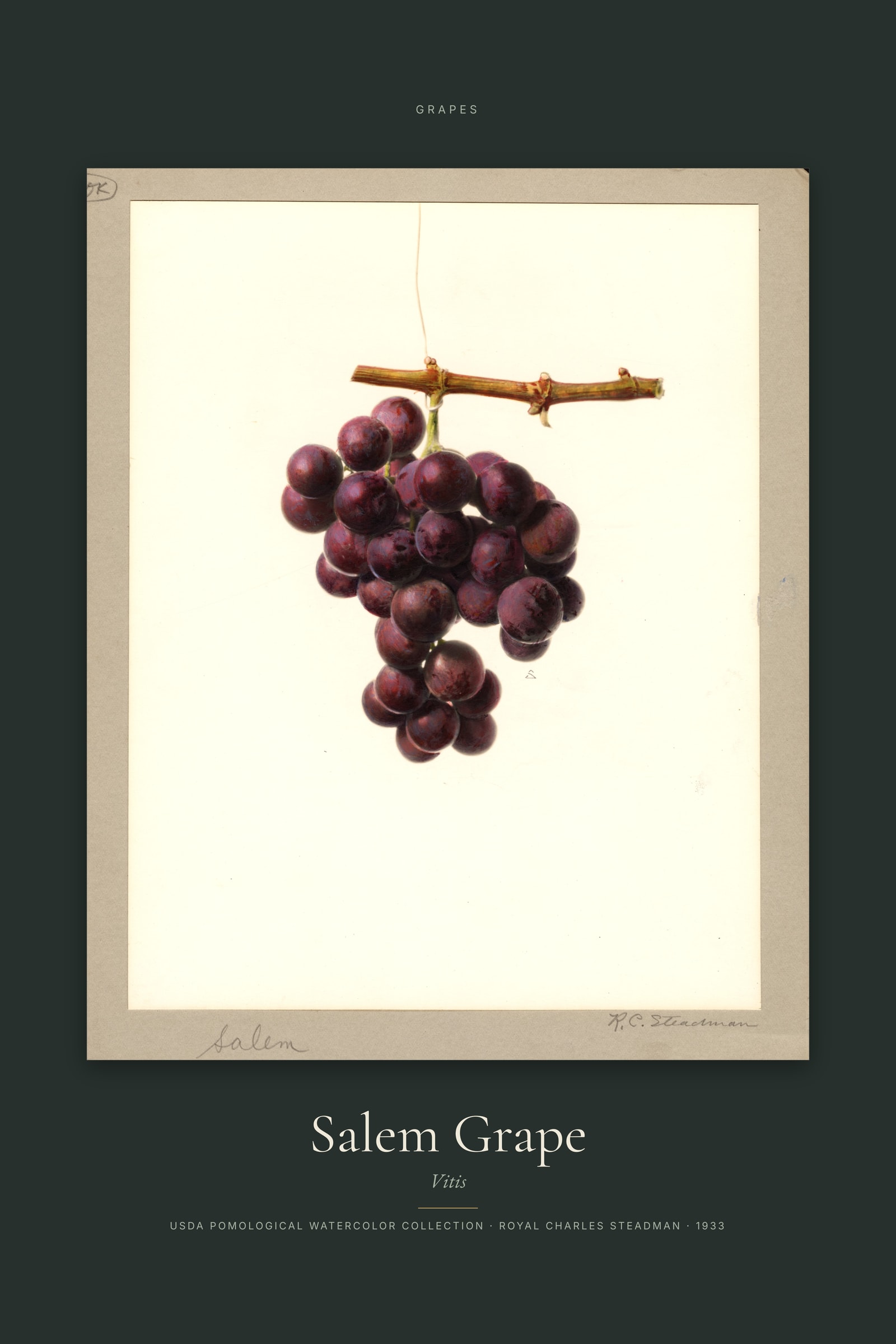 Salem Grape — Specimen