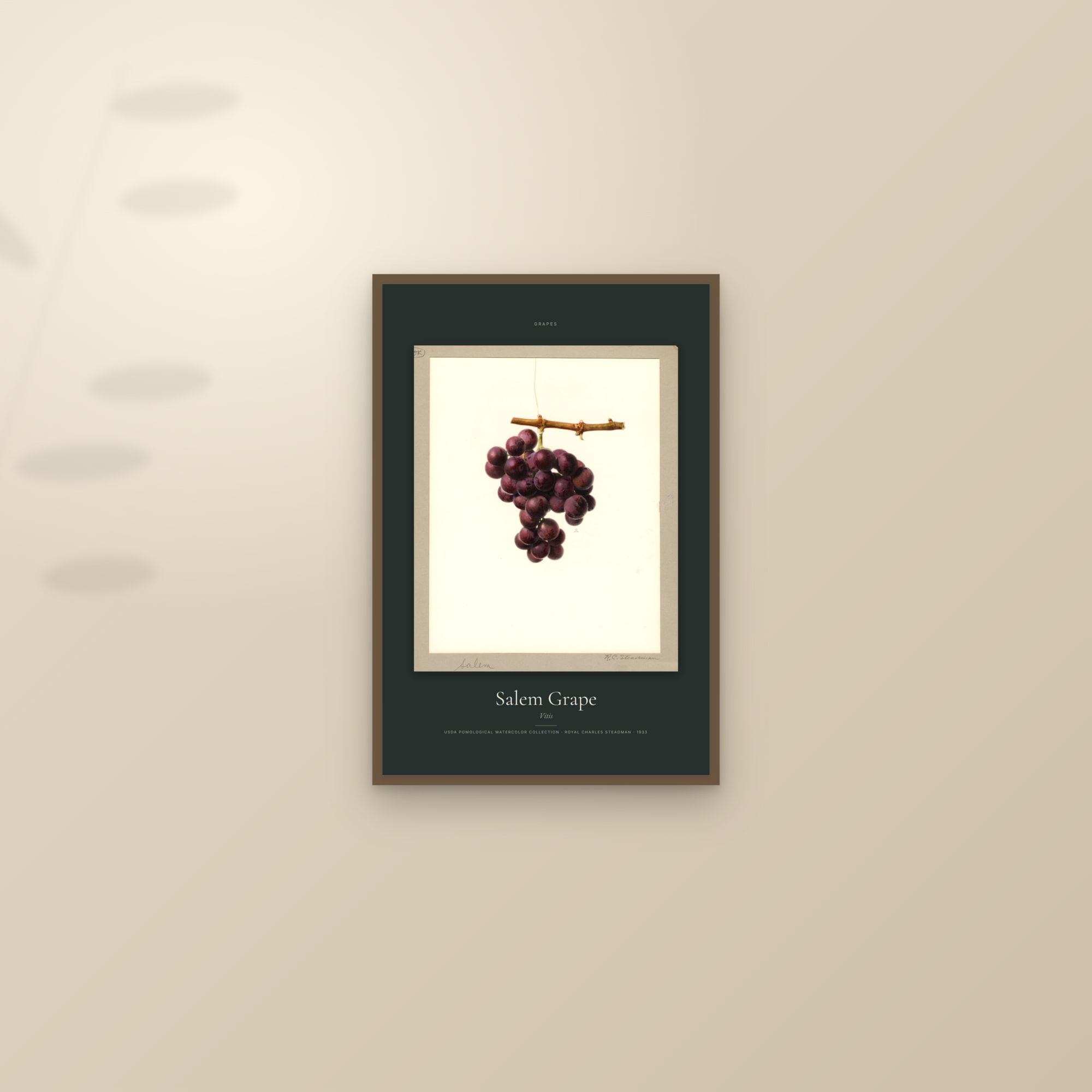 Salem Grape — Specimen — framed and styled on a sunlit wall