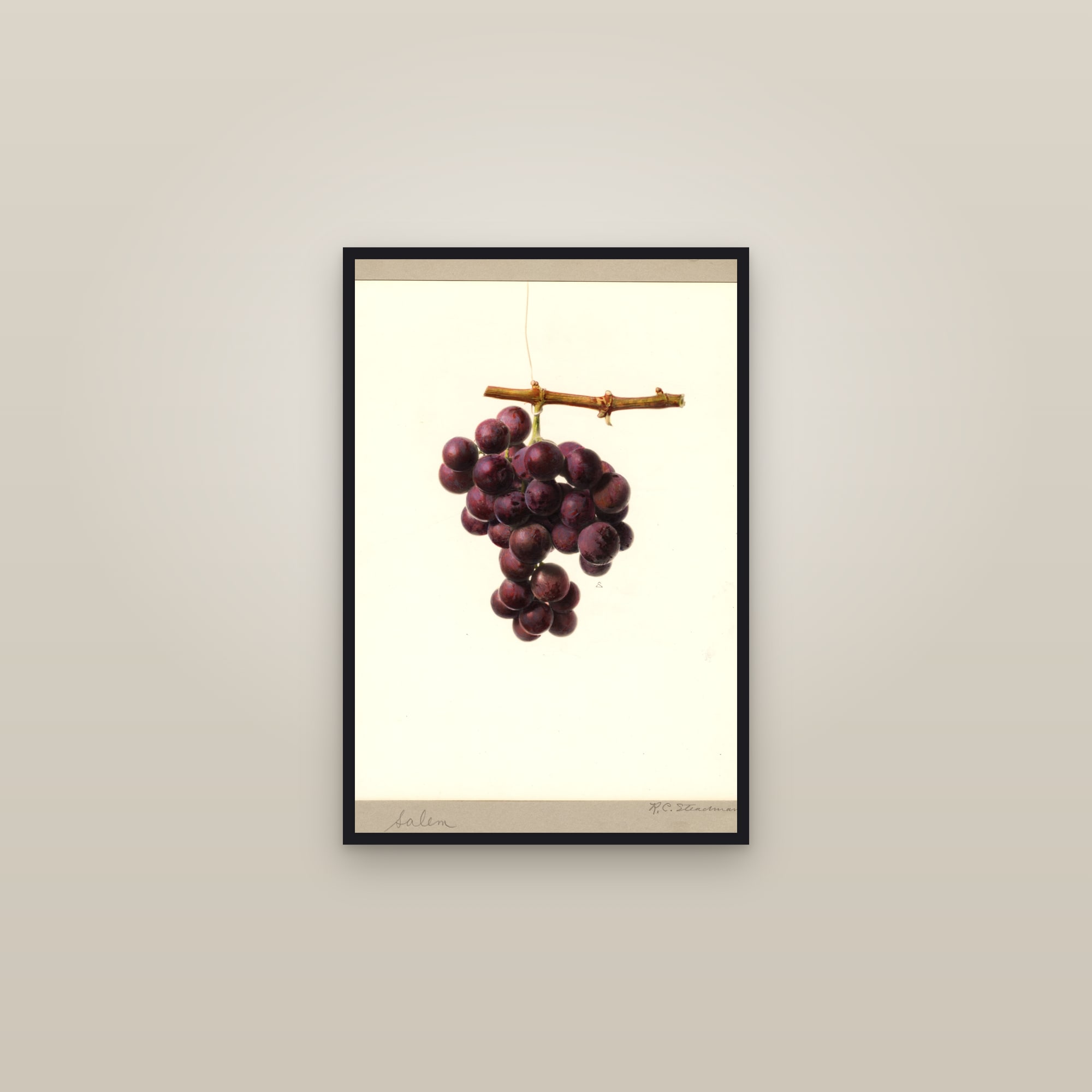 Salem Grape — framed in a gallery setting